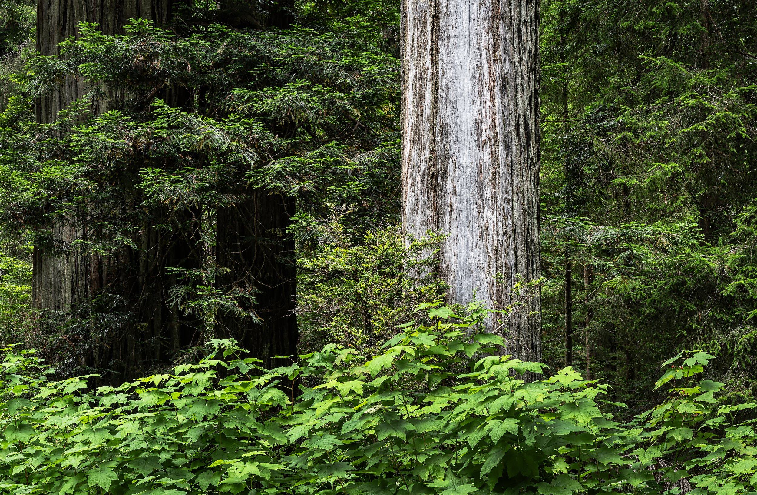 Bleached Redwood Tree, Redwood State and National Parks, California 2026