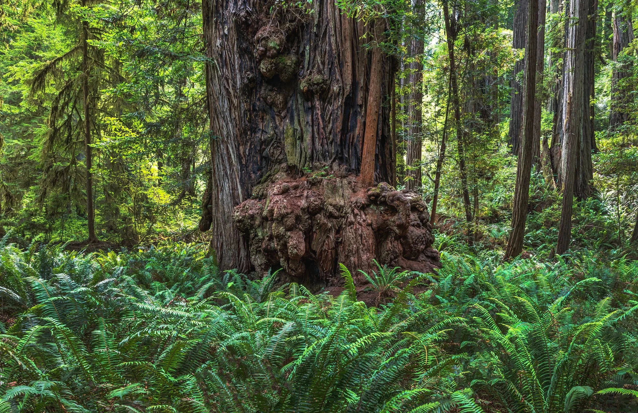 Nurse Redwood and Ferns, Redwood State and National Parks, California 2026
