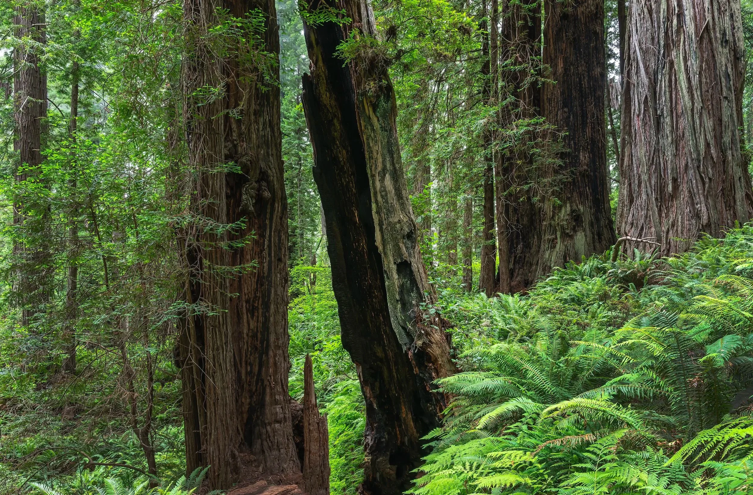 Fractured Redwood and Ferns, Redwood State and National Parks. California 2026