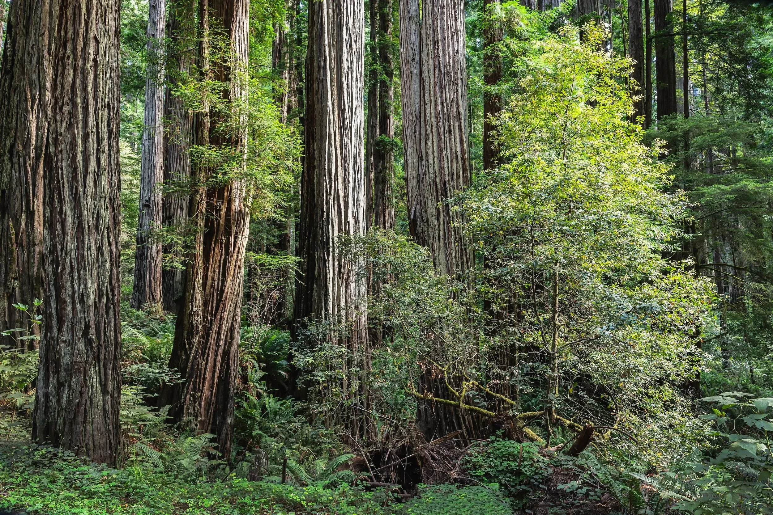 Sunlight in the Redwood Forest, Redwood State and National Parks, California 2026