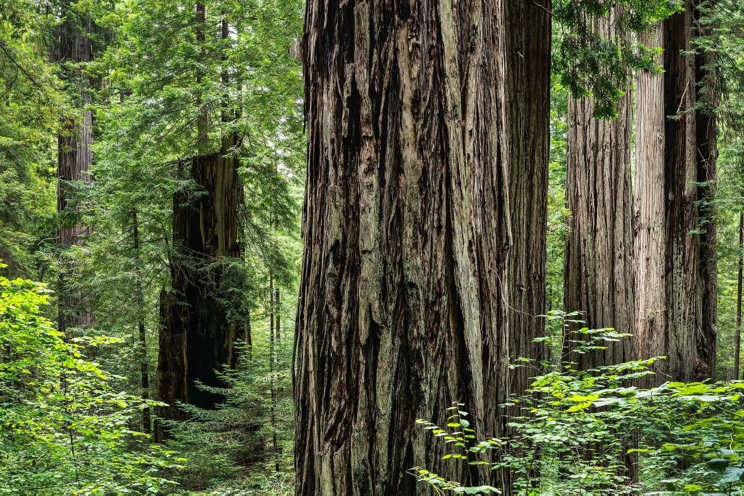 Living and Dead, Redwood State and National Parks, California 2026