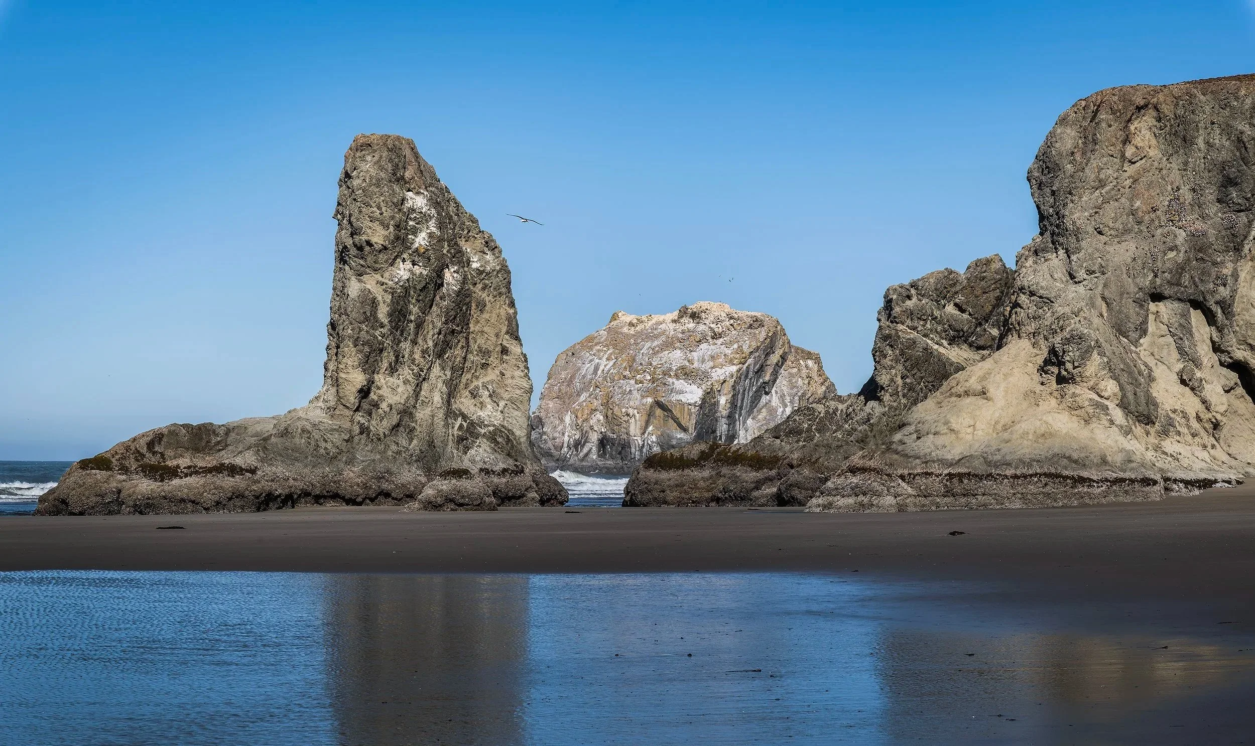 Seastacks and Seagull at Daybreak, Bandon Beach, Oregon 2026