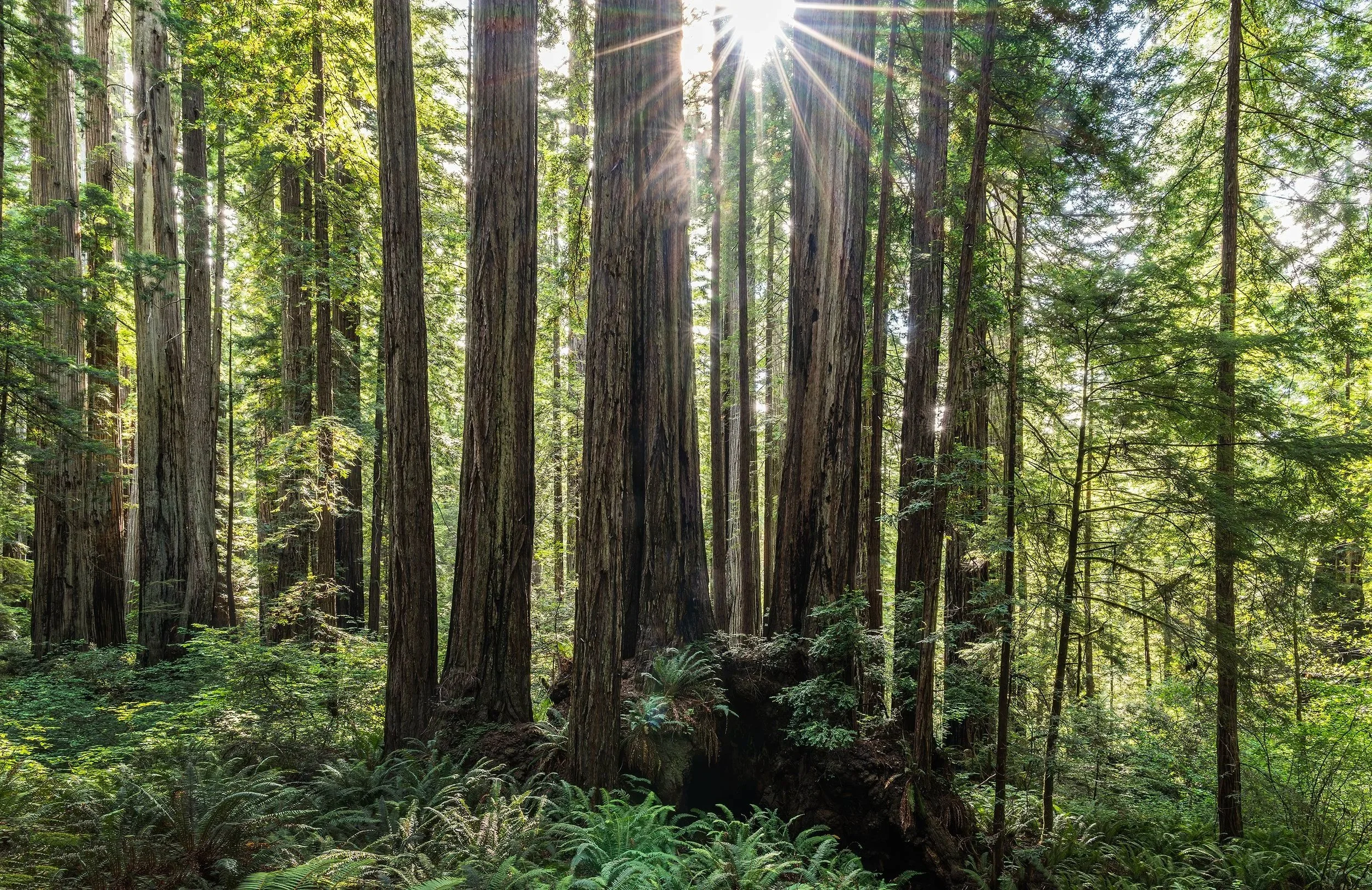 Sunstar in the Forest, Redwood State and National Parks, California 2026
