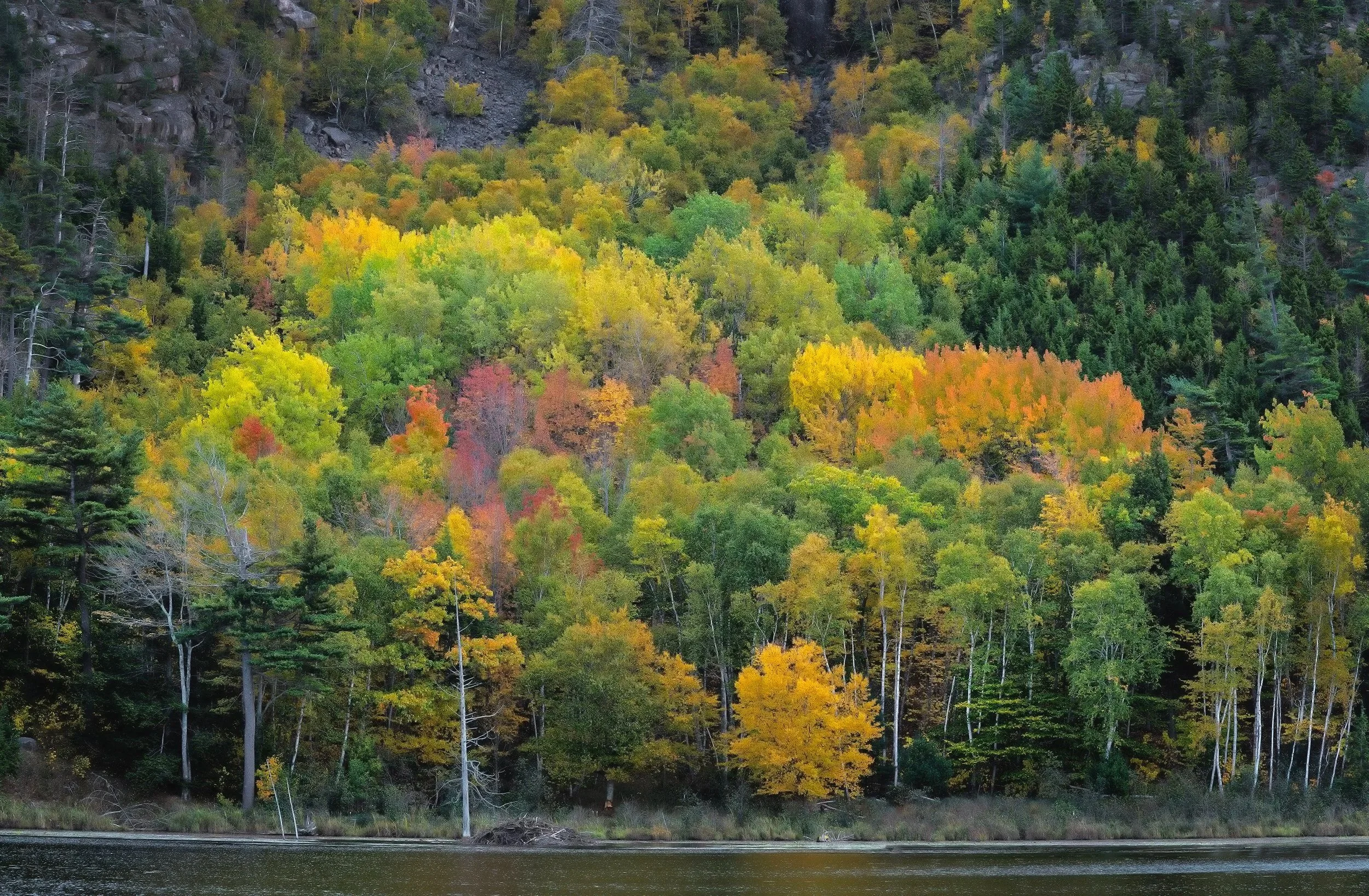 Hillside, Acadia NP, Bar Harbor, Maine 2024