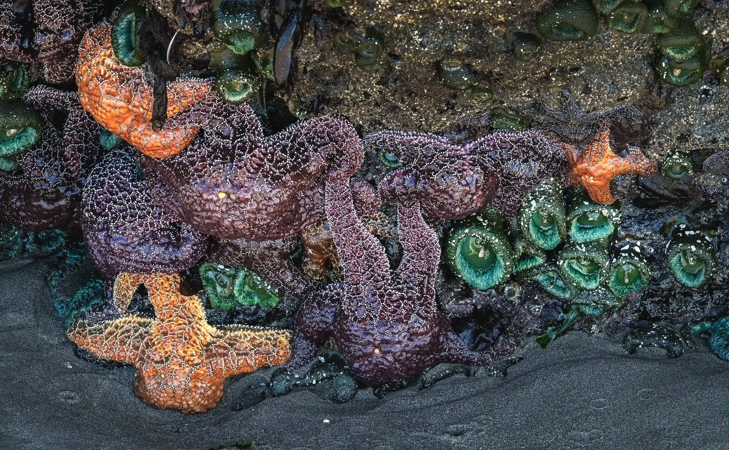 Sea Stars and Anemones at Low Tide, Bandon Beach, Oregon 2026