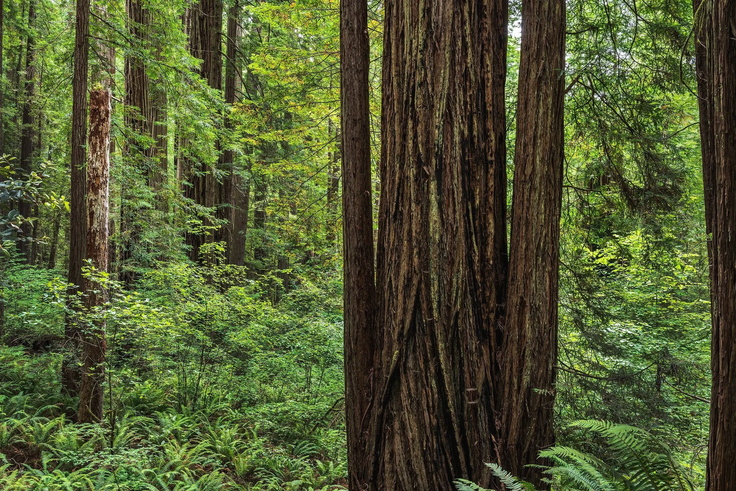 Redwood Trees, Redwood State and National Parks, California 2026