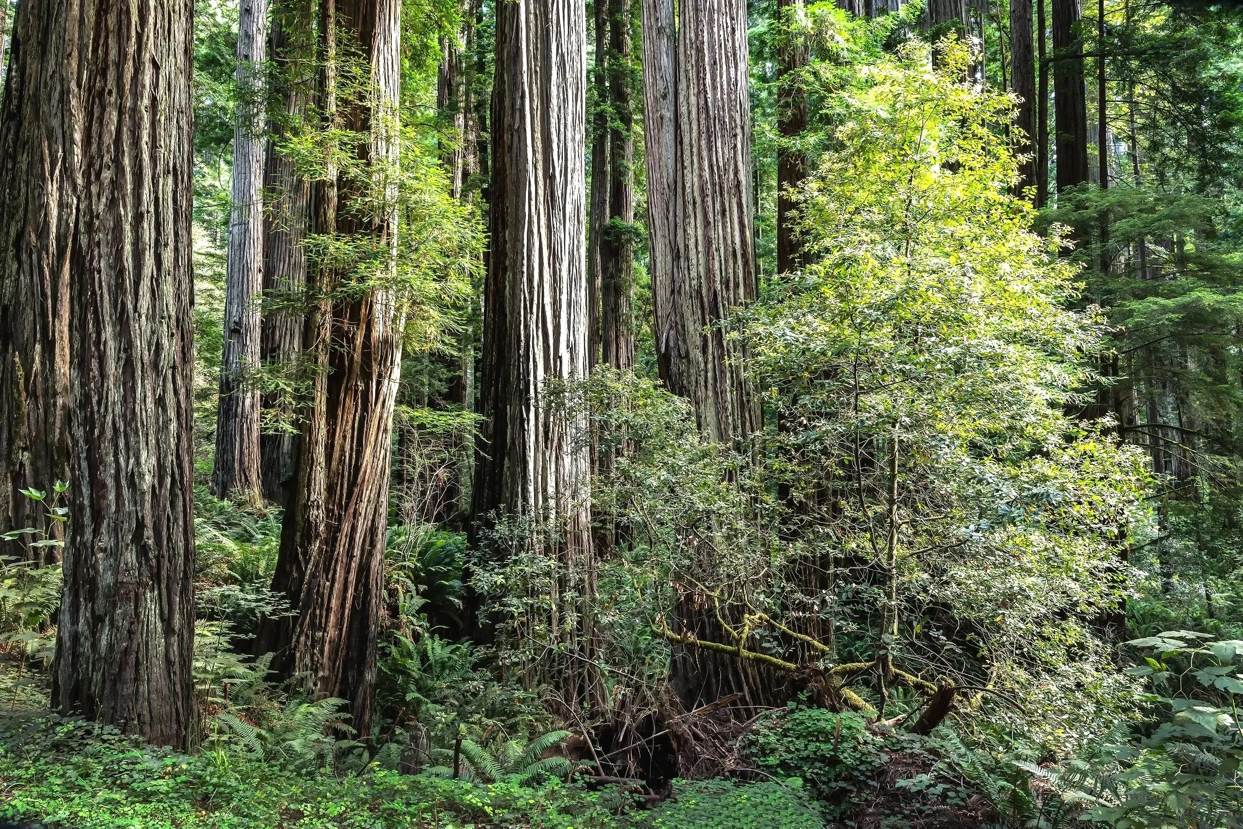 Sunlight in the Redwood Forest, Redwood State and National Parks, California 2026