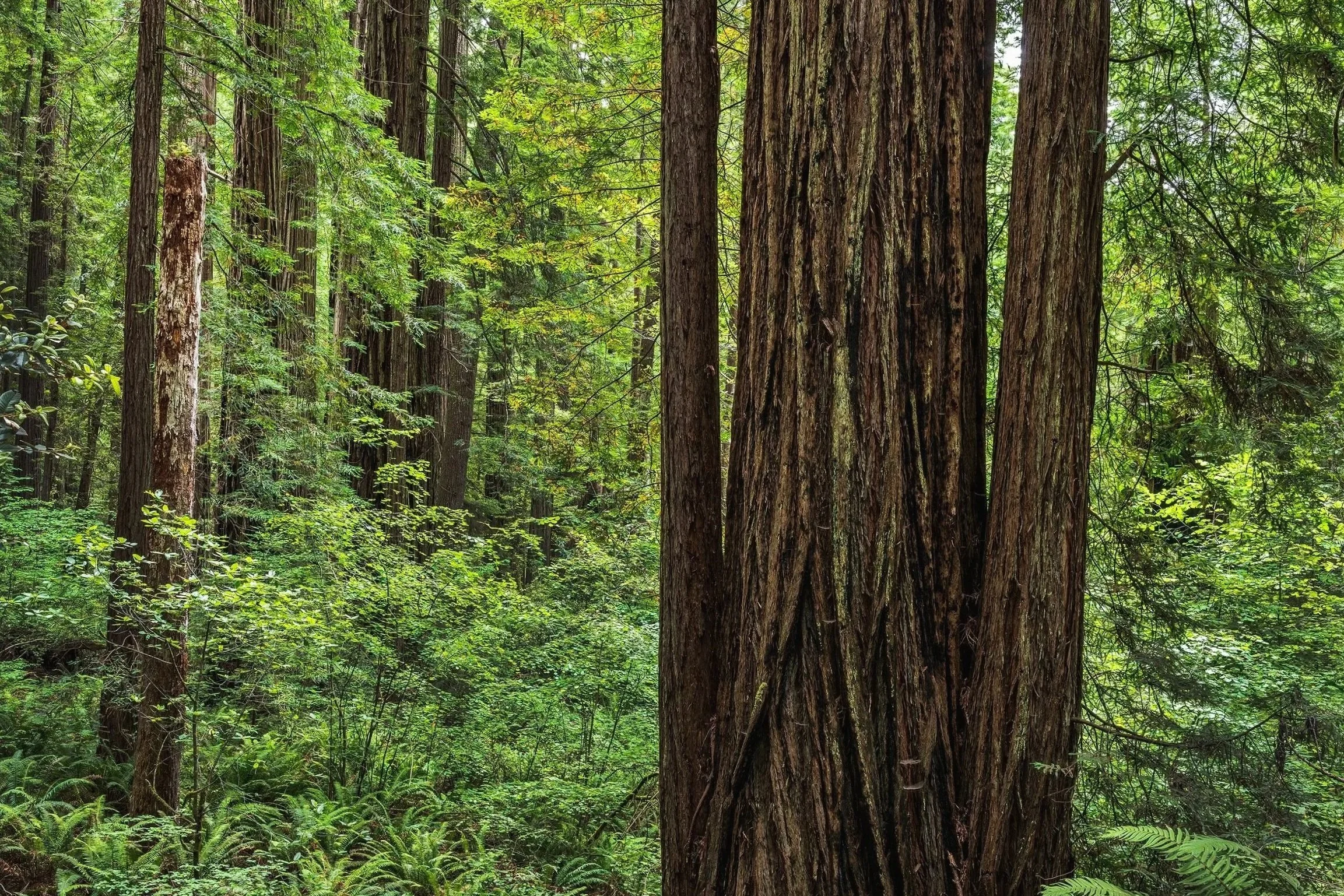Redwood Trees, Redwood State and National Parks, California 2026