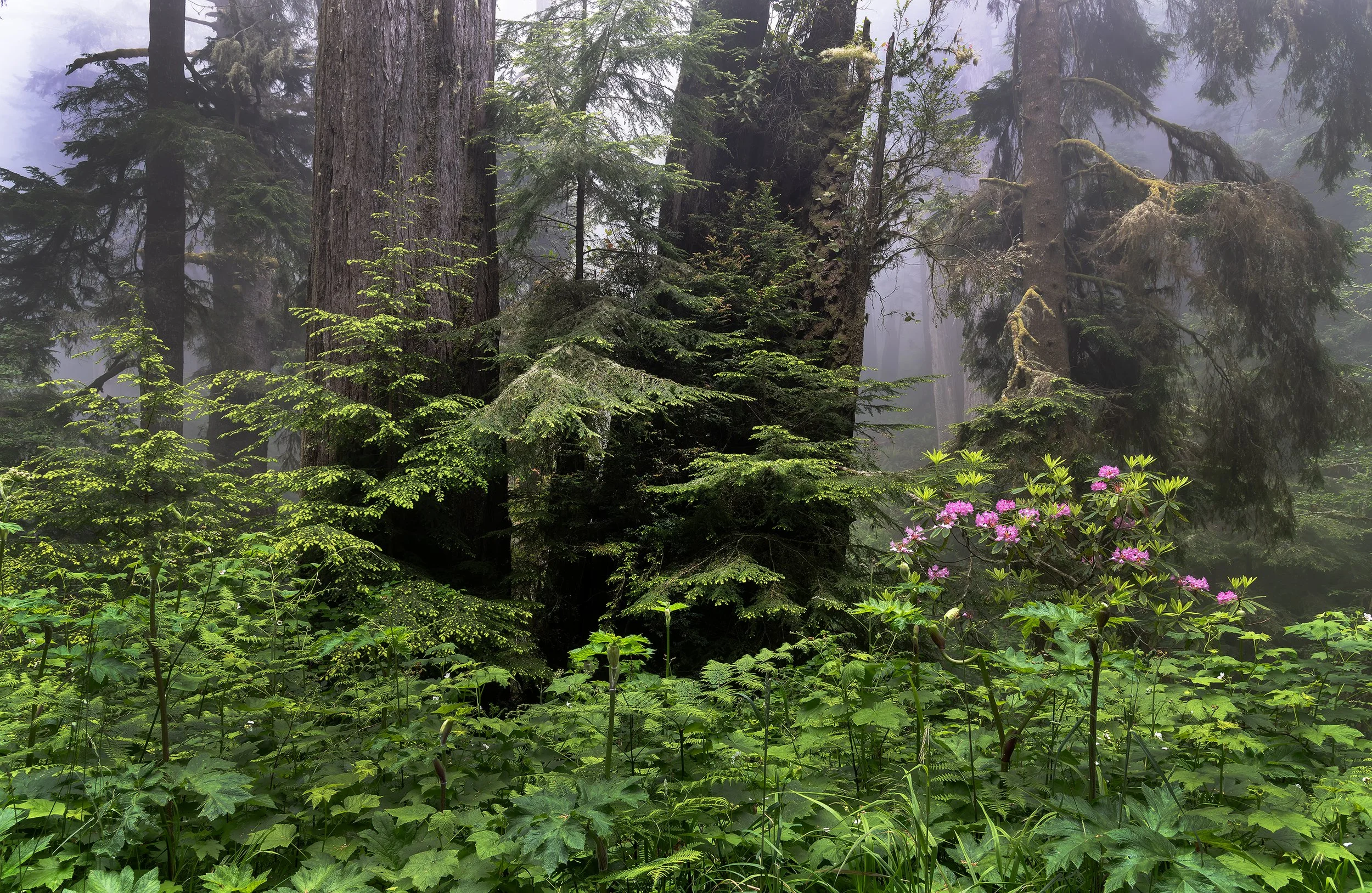 New Redwood and Rhododendrons Days 1-4 2023 copy.jpg