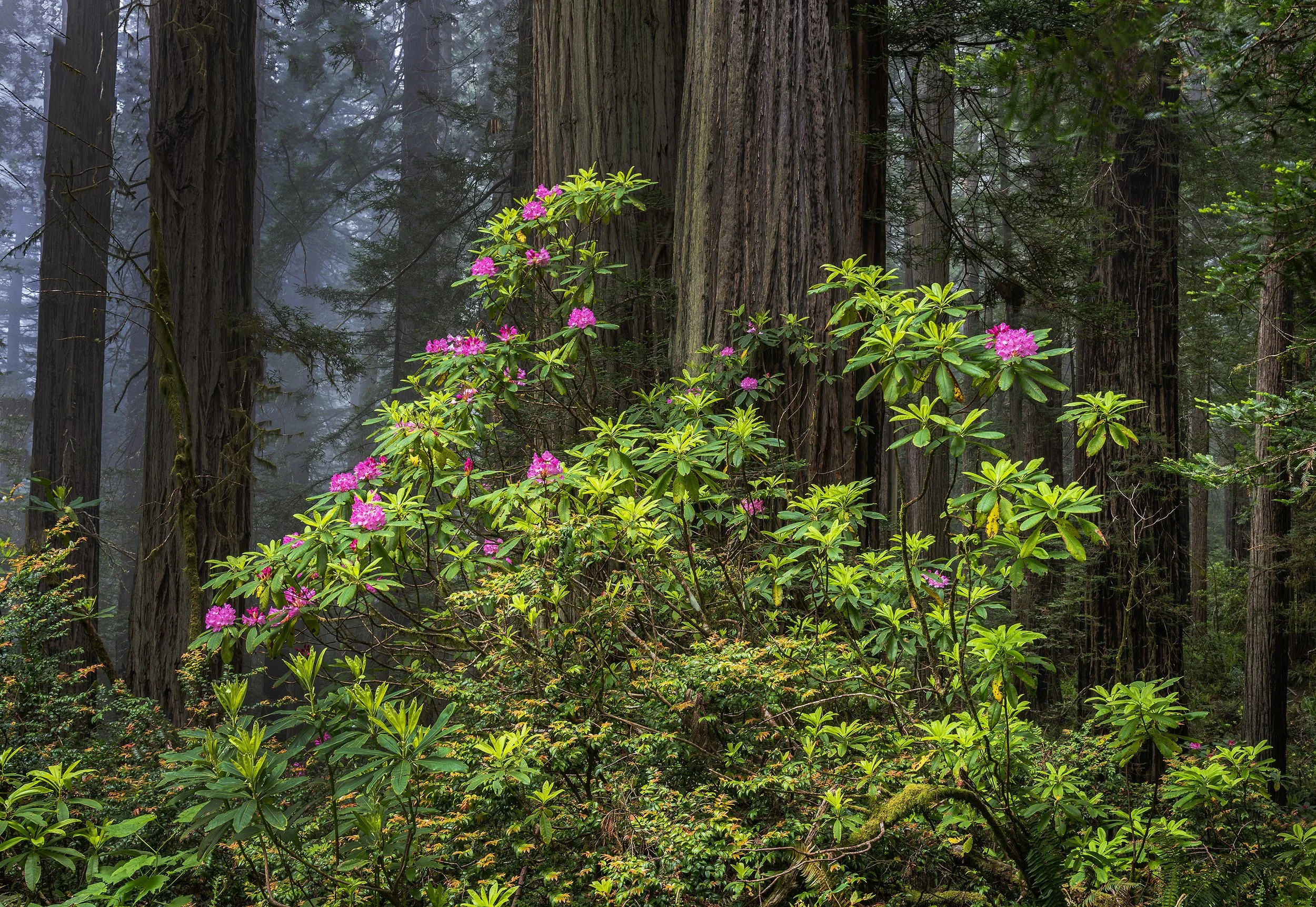 Rhodo, Fog, Redone, Redwood 2, Redwood NP, CQ 060623 copy.jpg