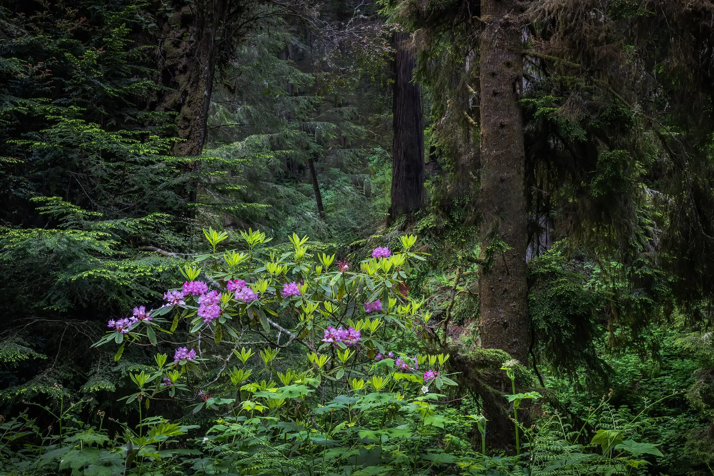 Pine Trees and Rhododendron, Redone, Redwood NP, CA 0623 DAY One to Four copy.jpg
