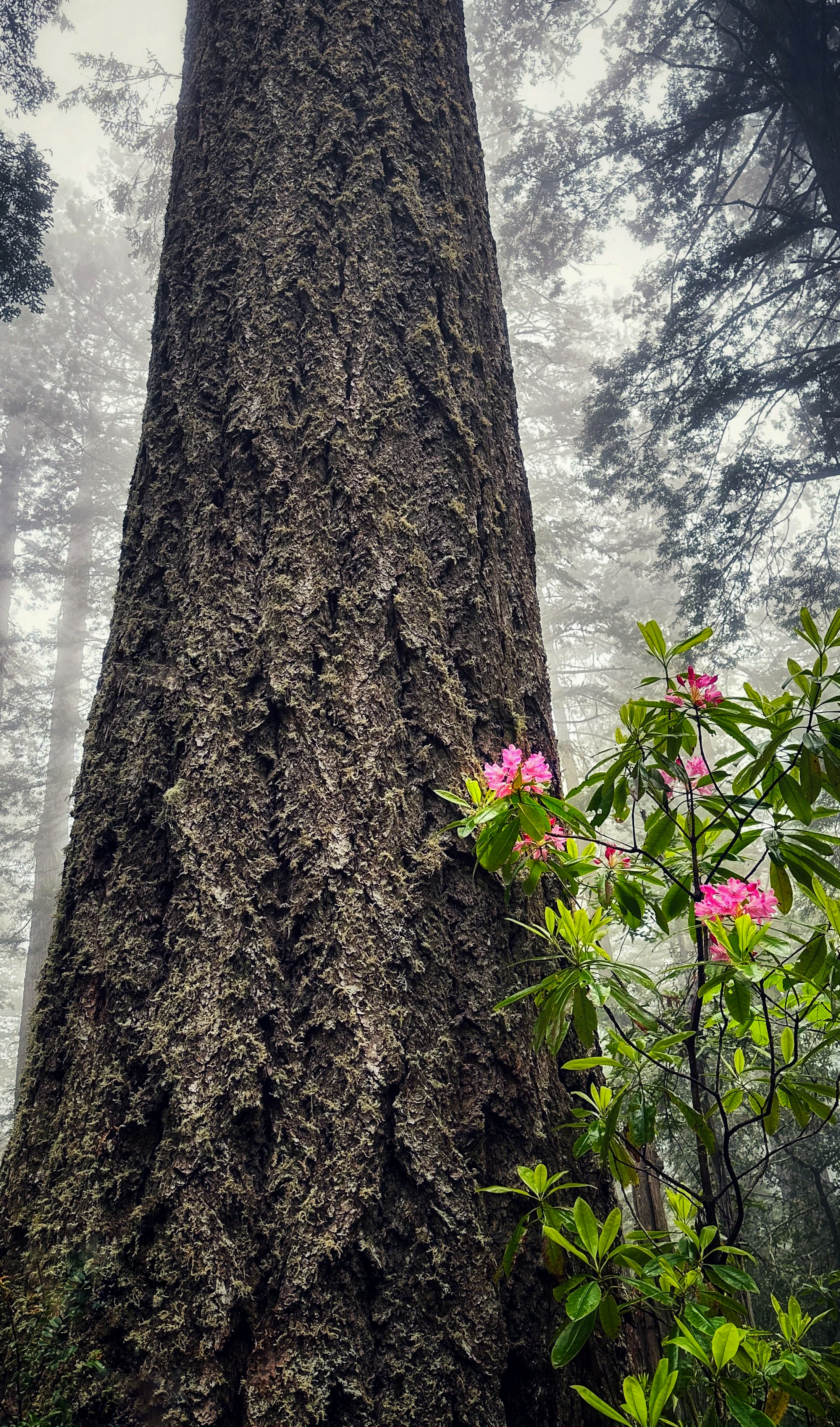Towering Redwood and Rhododendrons, Lady Bird Johnson Grove, Redwood National Park, California 2023