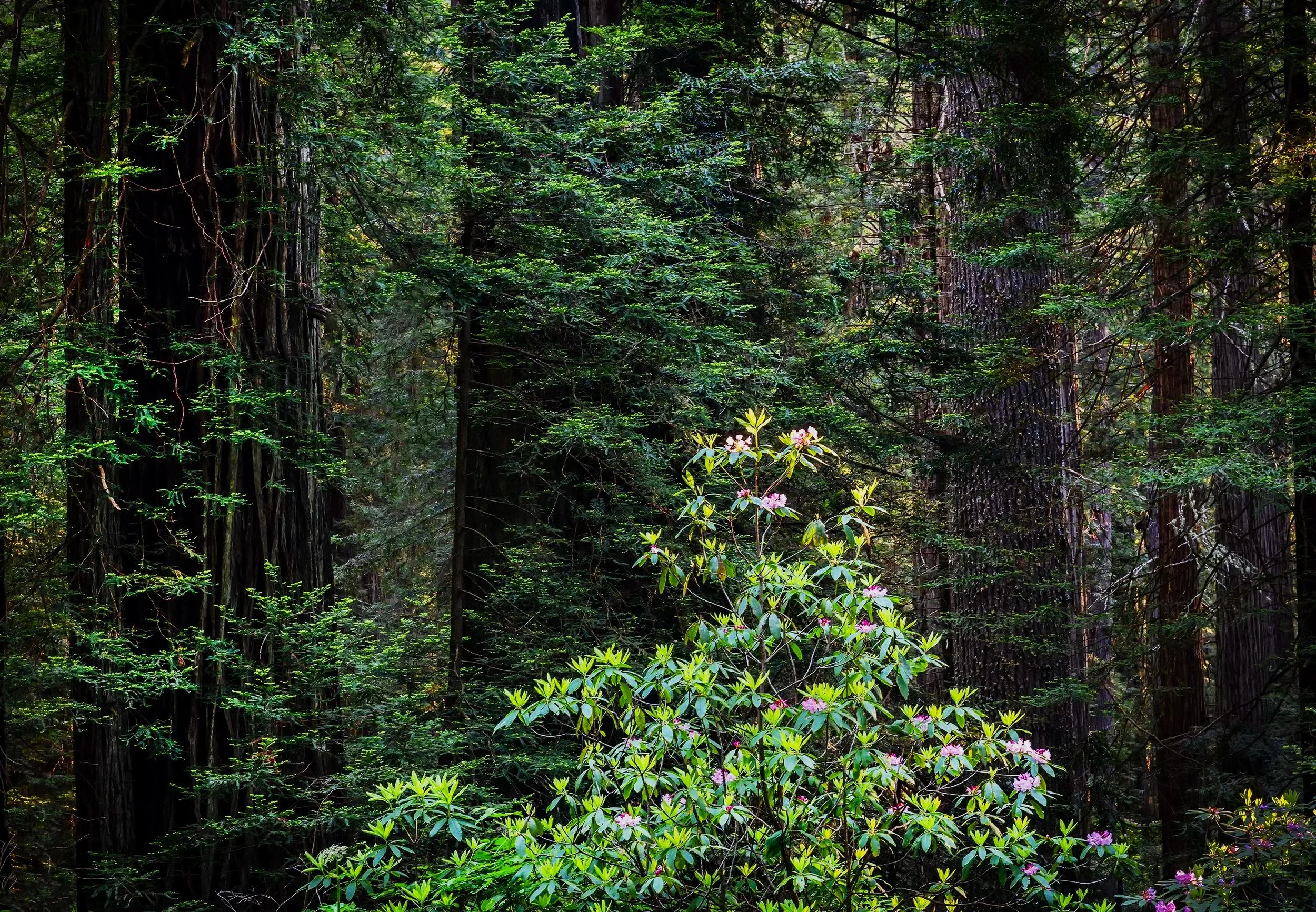 Redwood+and+Rhododendrons+3%2C+Redwood+NP%2C+CA+2023+copy.jpg