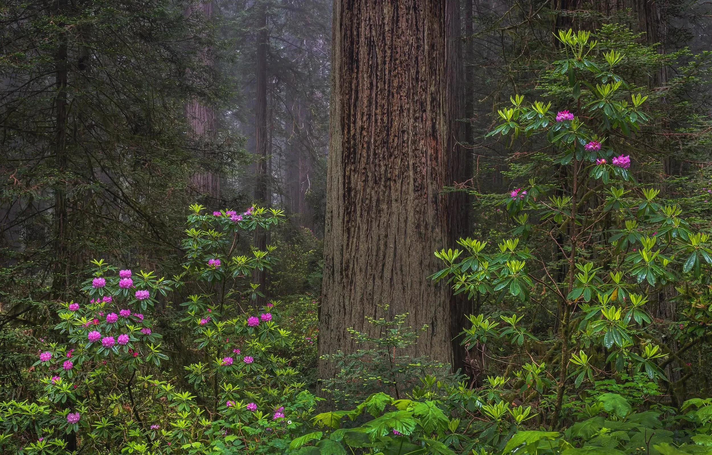 Rhododendrons, Redwood, Fog, Redone, Redwood NP, CA 060723 copy.jpg