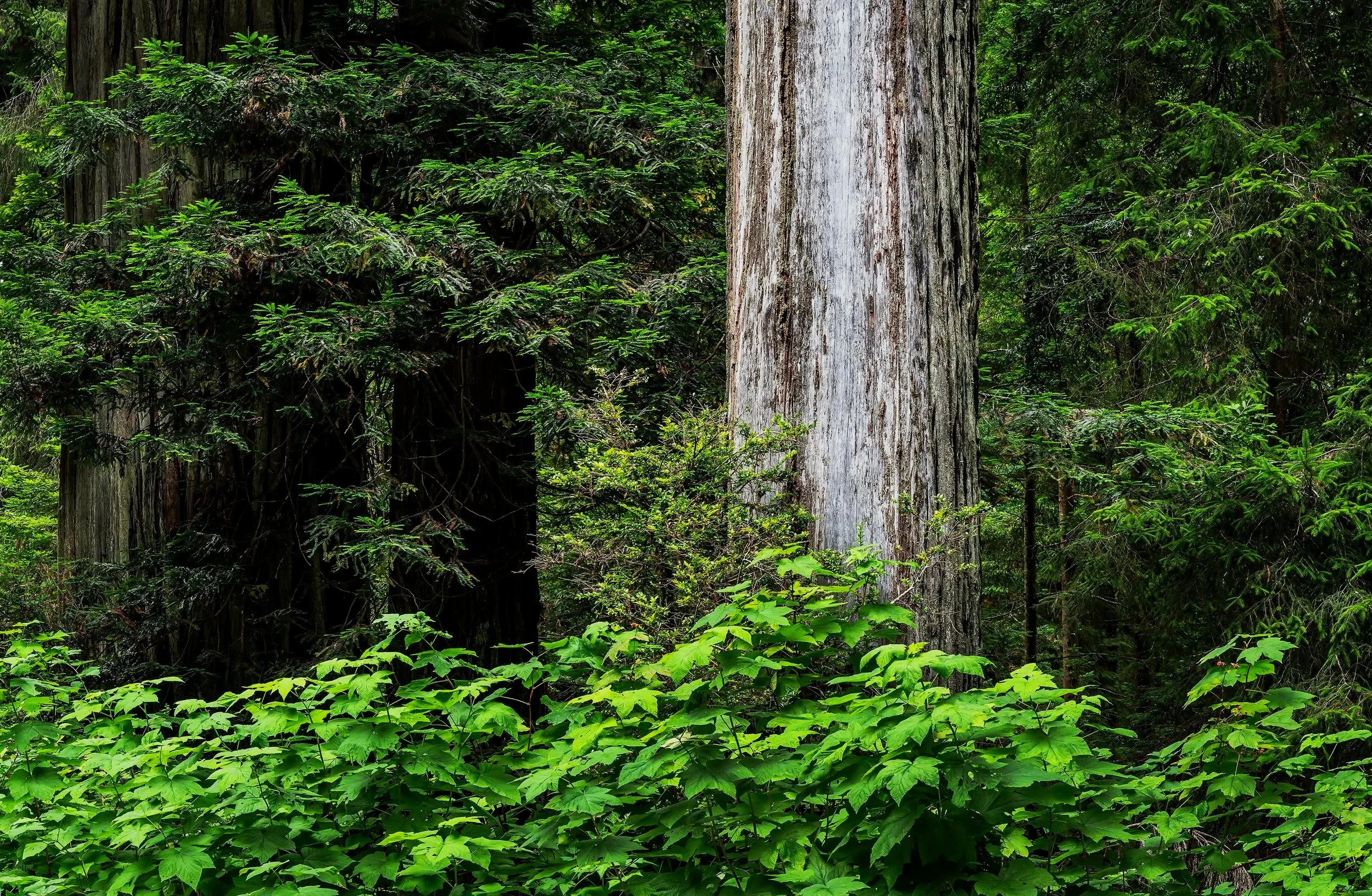 Bleached Redwood Tree, Redwood State and National Parks, California 2026