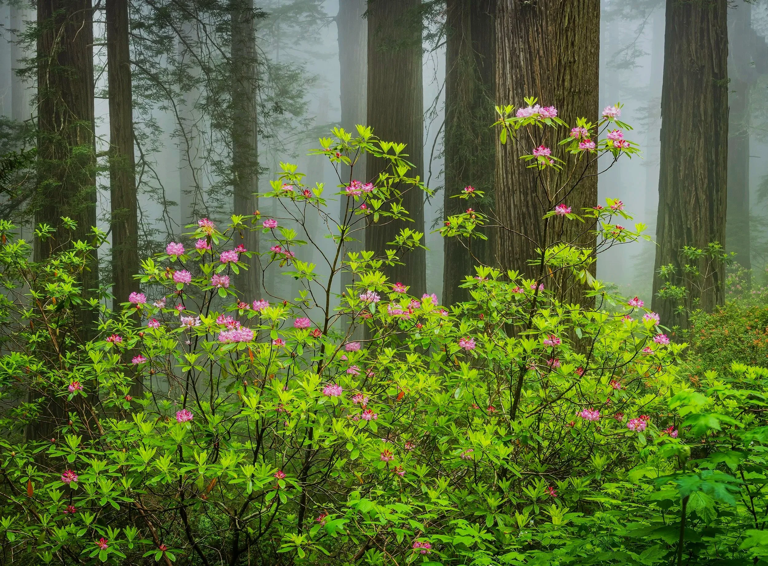 Rhodo, Fog, Redwoods, Redwood NP, CA  060623 copy.jpg