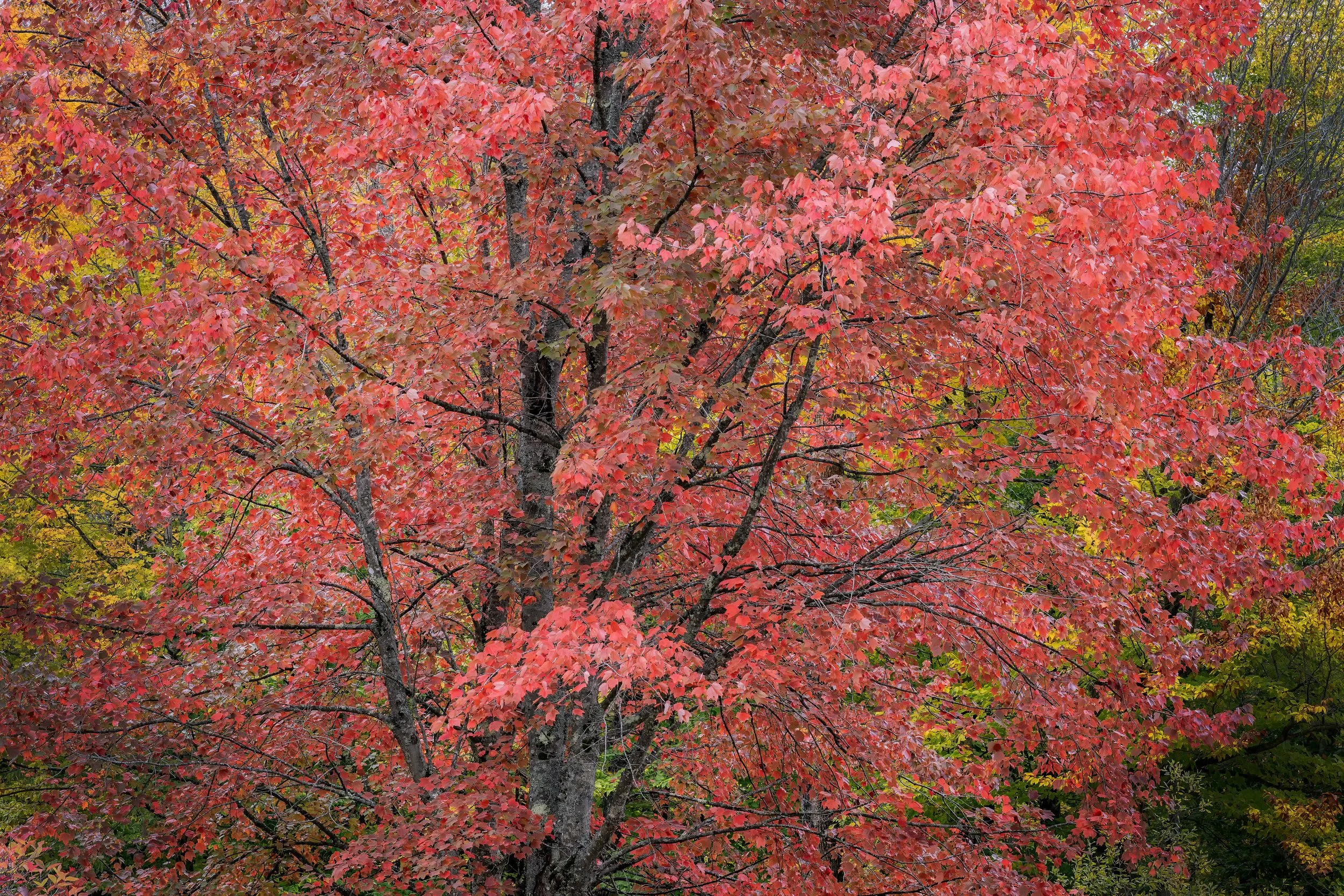 Red Tree, New Hampshire 2026