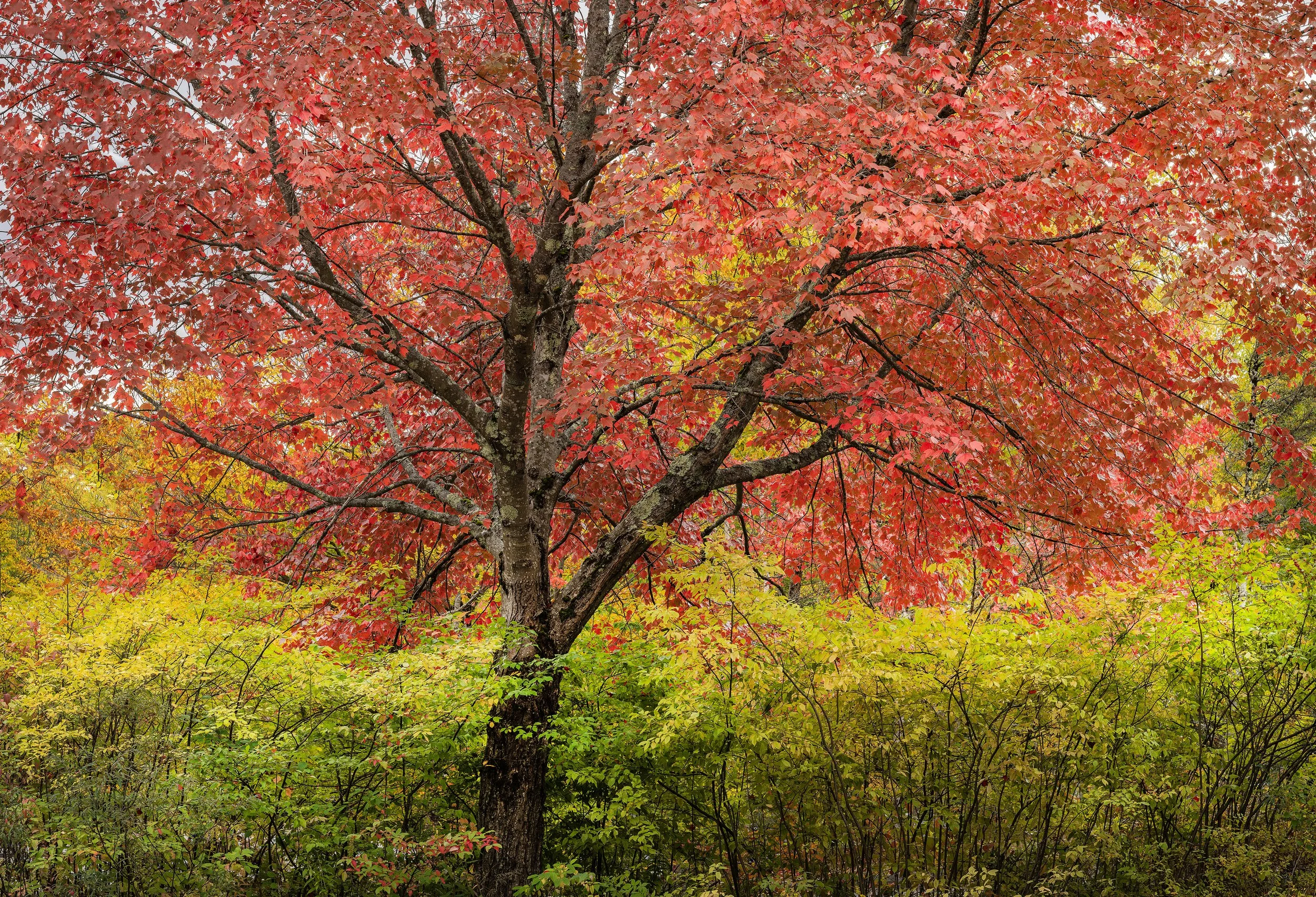 Red Tree and Grasses, Franconia Notch State Park, New Hampshie 2026
