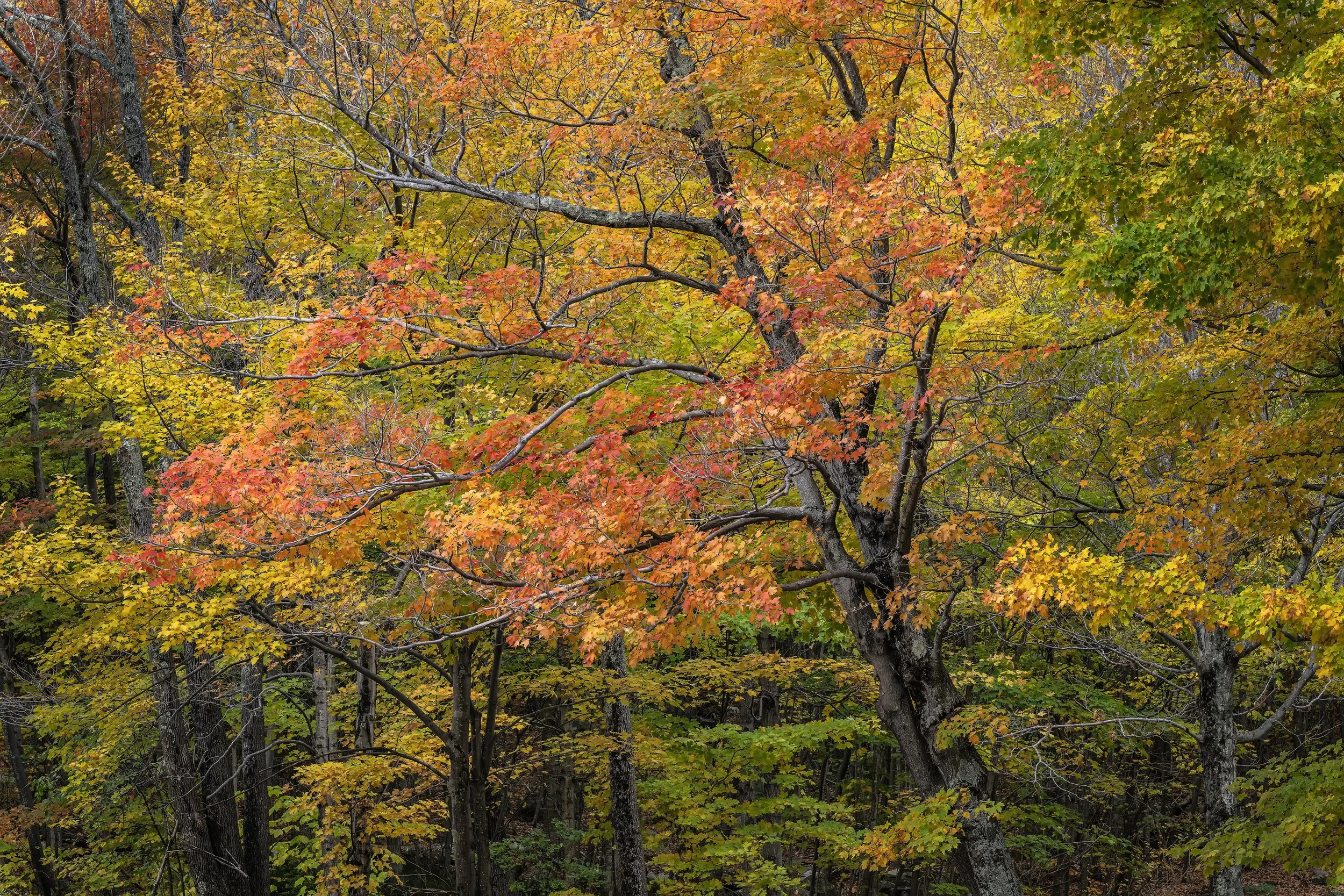 Red Tree in Profile, New Hampshire 2026, Day 3 copy.jpg