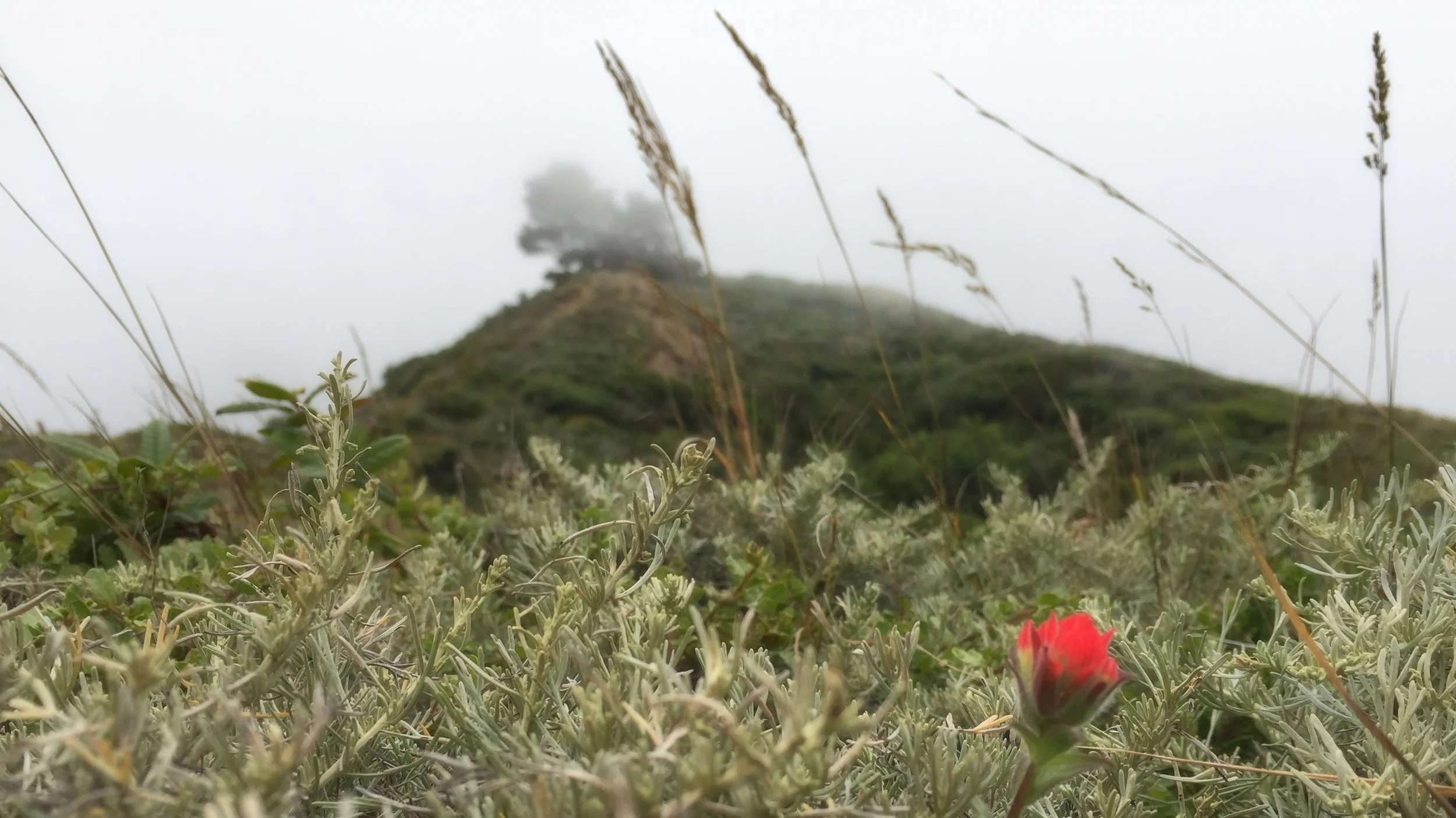 Cloud Forest
