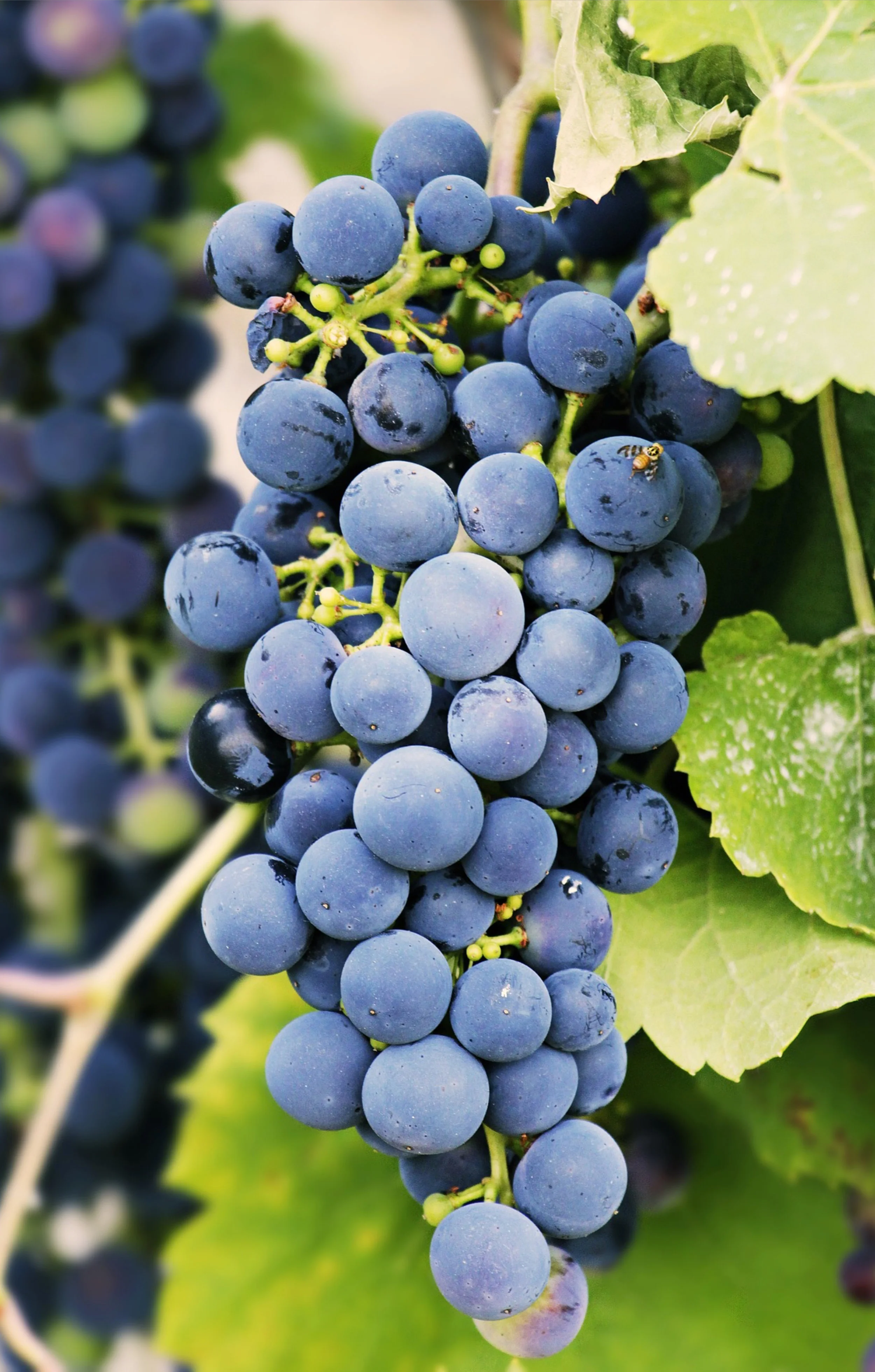lampasas_wine.jpg