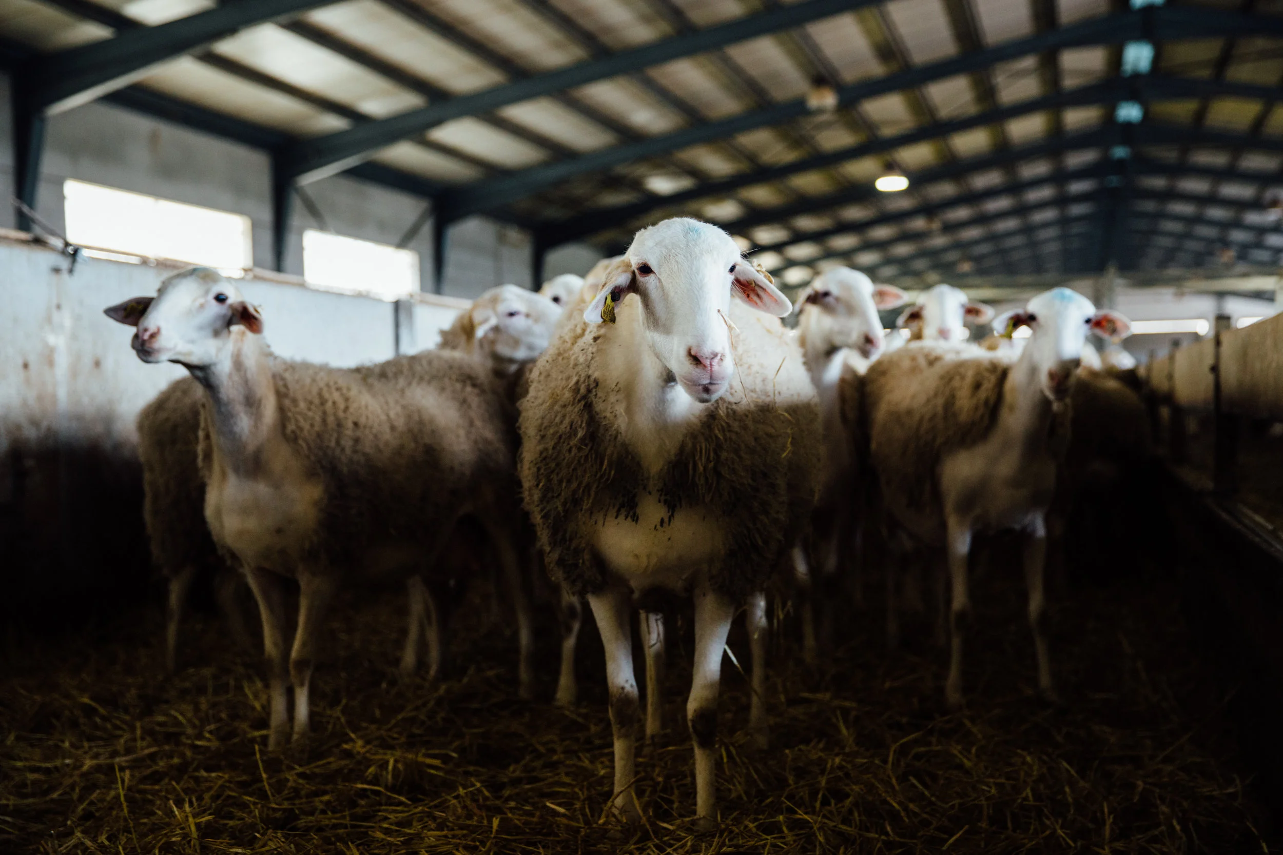 Manchega sheep at Fina Sierra de la Solana.jpg