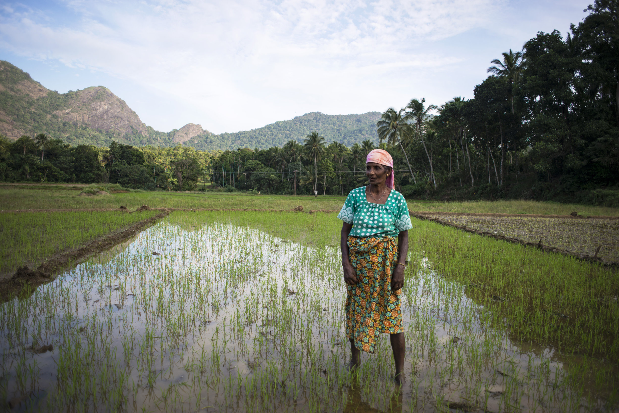  A rice picker in Unaweruwa takes brief break from seed transplanting, a method used in many Southeast Asian rice cultivation systems. 