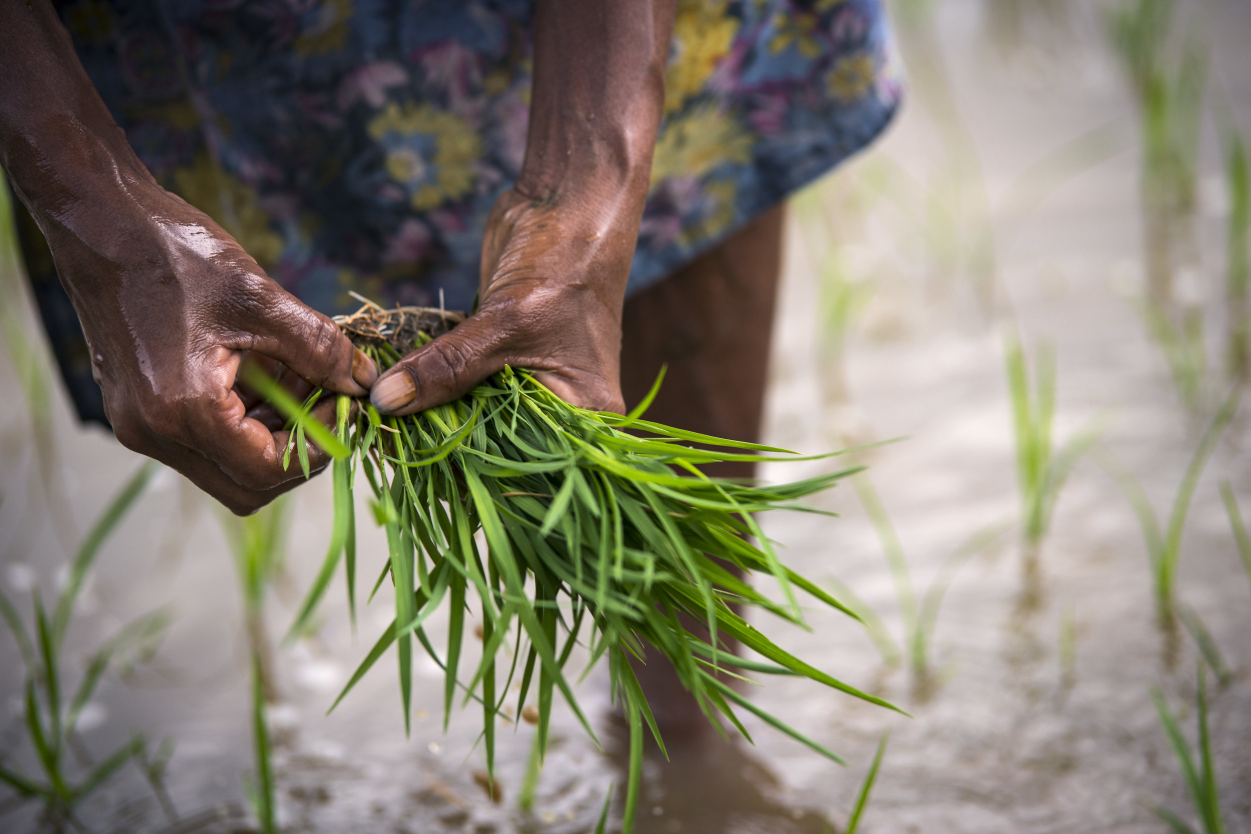  Each rice seedling is planted a few centimeters deep in nutrient rich clay, kept flooded throughout the season through terrace structure and irrigation systems. 