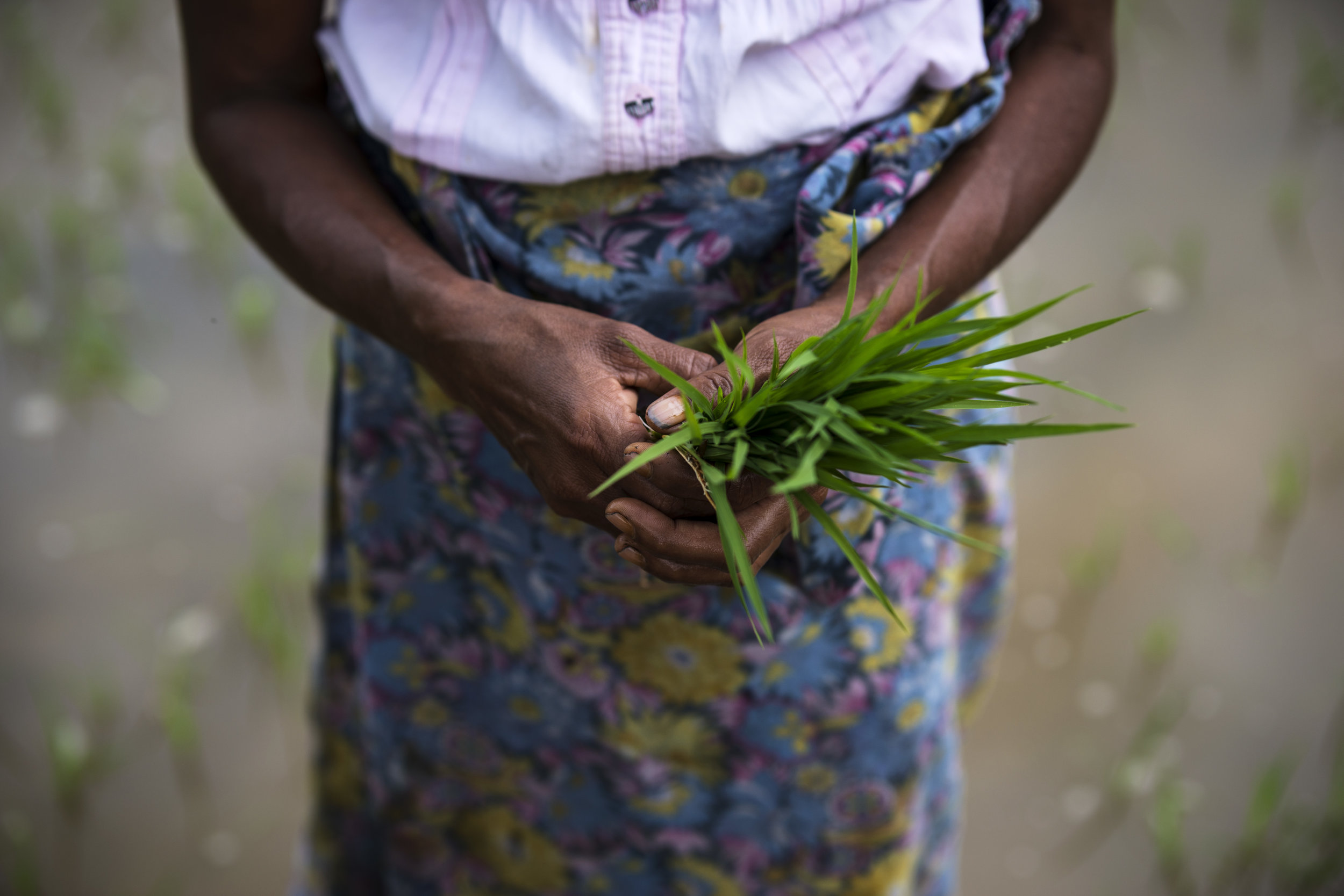  Each rice seedling must be planted and re-planted by hand, approximately 12 cm apart, to prevent weed interference on the terrace. While this helps the crop flourish, it also requires more labor. 