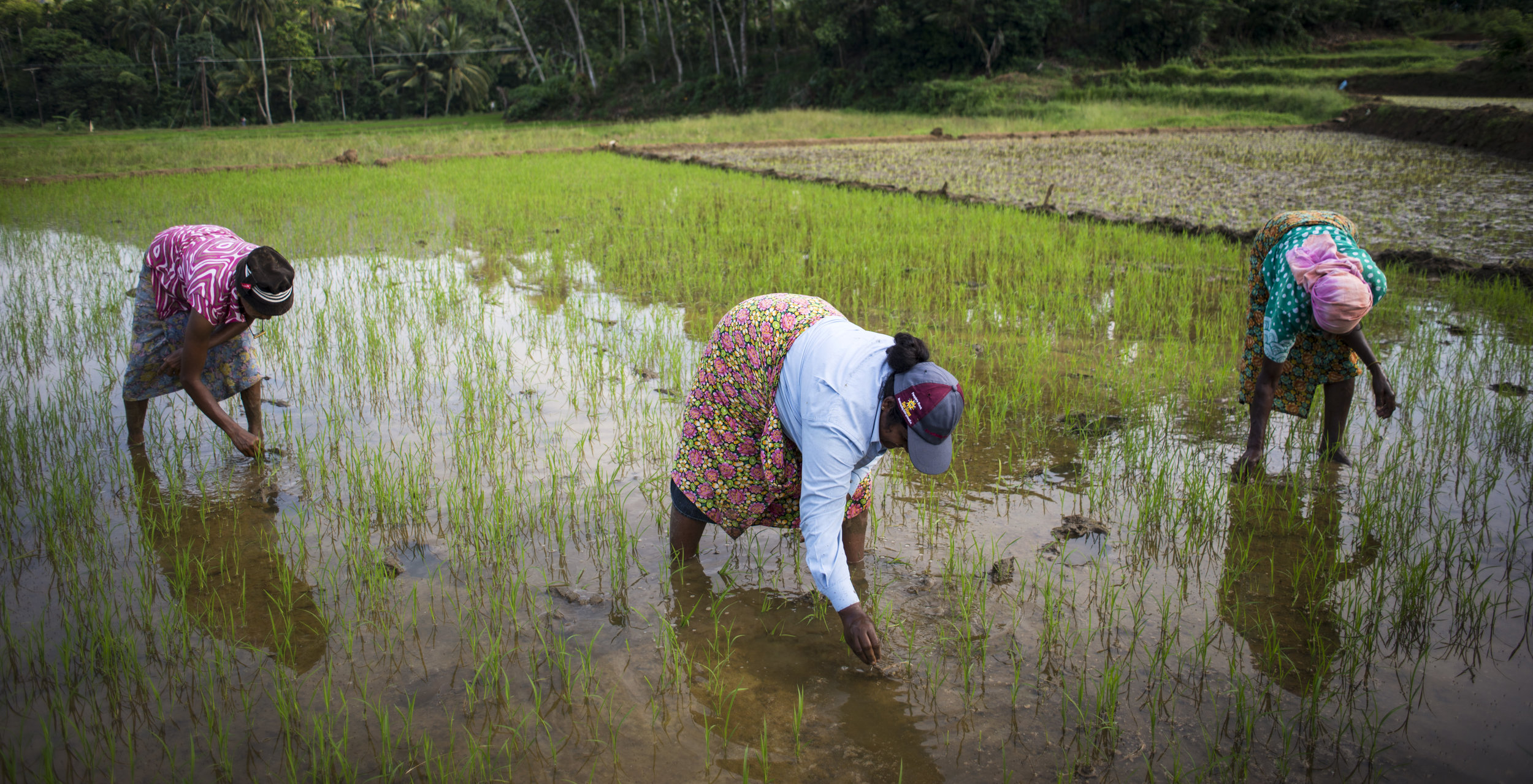  Rice is extremely sensitive to water shortage. Therefore in hilly landscapes, the land is terraced to help keep cultivation planes flooded and crops healthy. 