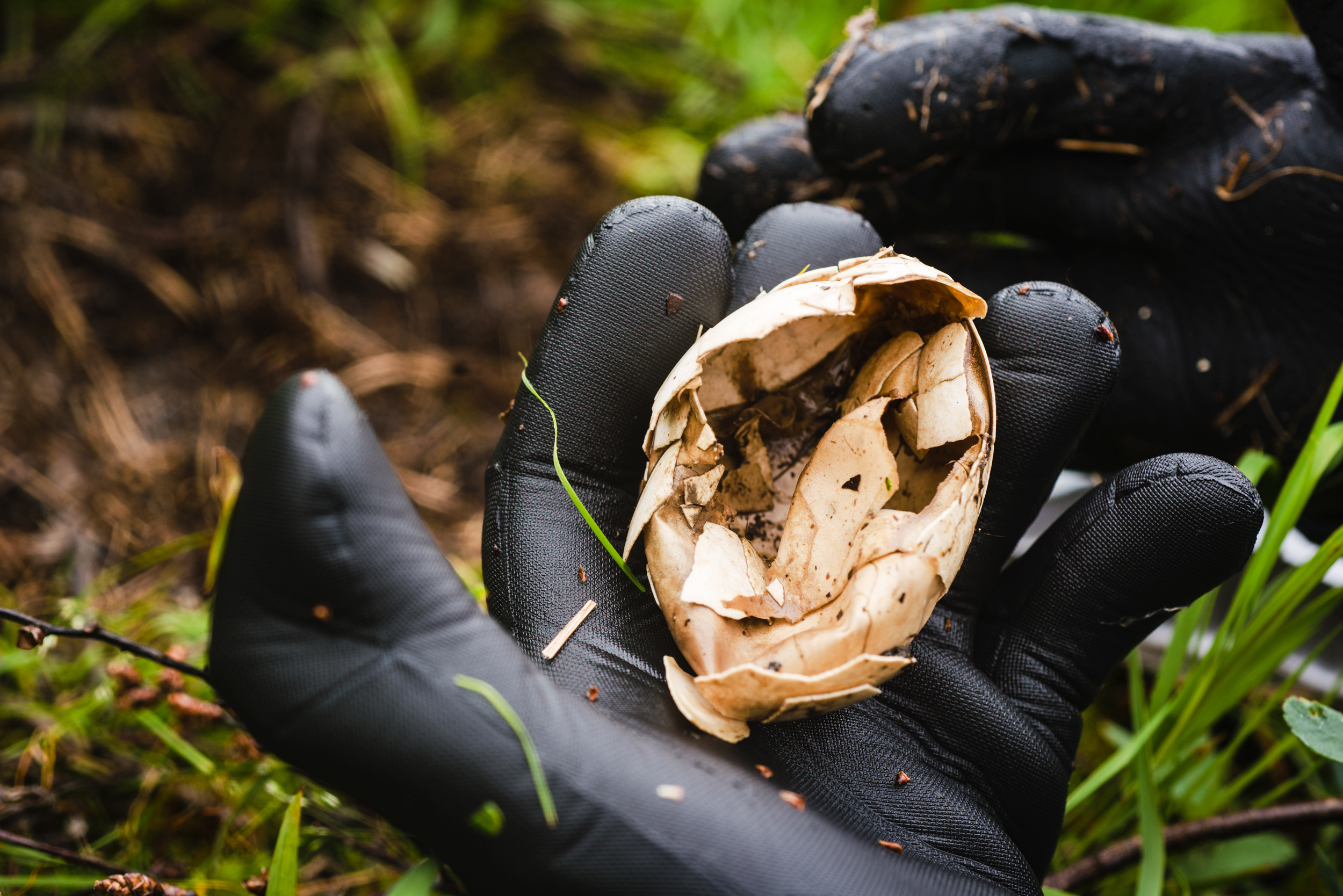  An abandoned egg shell provides evidence to the team that at least one nest has been used to the full extent of it’s purpose. While she inspects, Gabrielson looks for these kinds of cues to evaluate whether the nests have been successful during mati