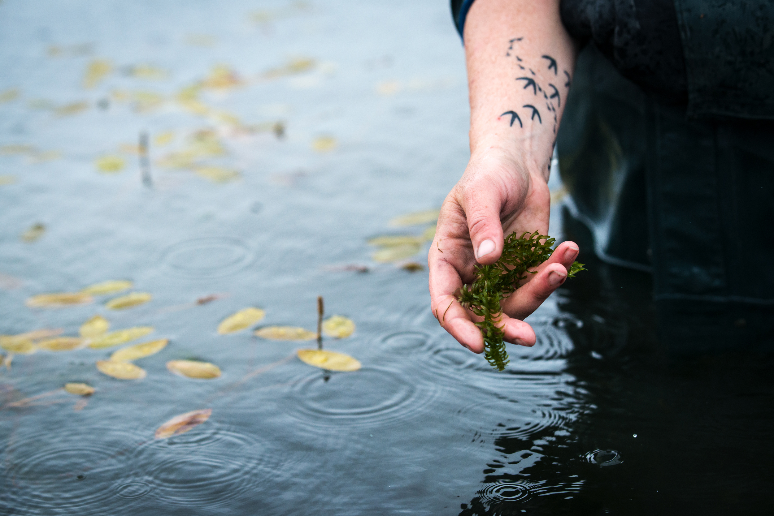  We stopped so Gabrielson could show me what Elodea, an invasive plant species to Alaska, looks like up close. In this moment, I caught a glimpse of her tattoos, tiny foot prints of water fowl species Gabrielson has worked on in the past, that she ke