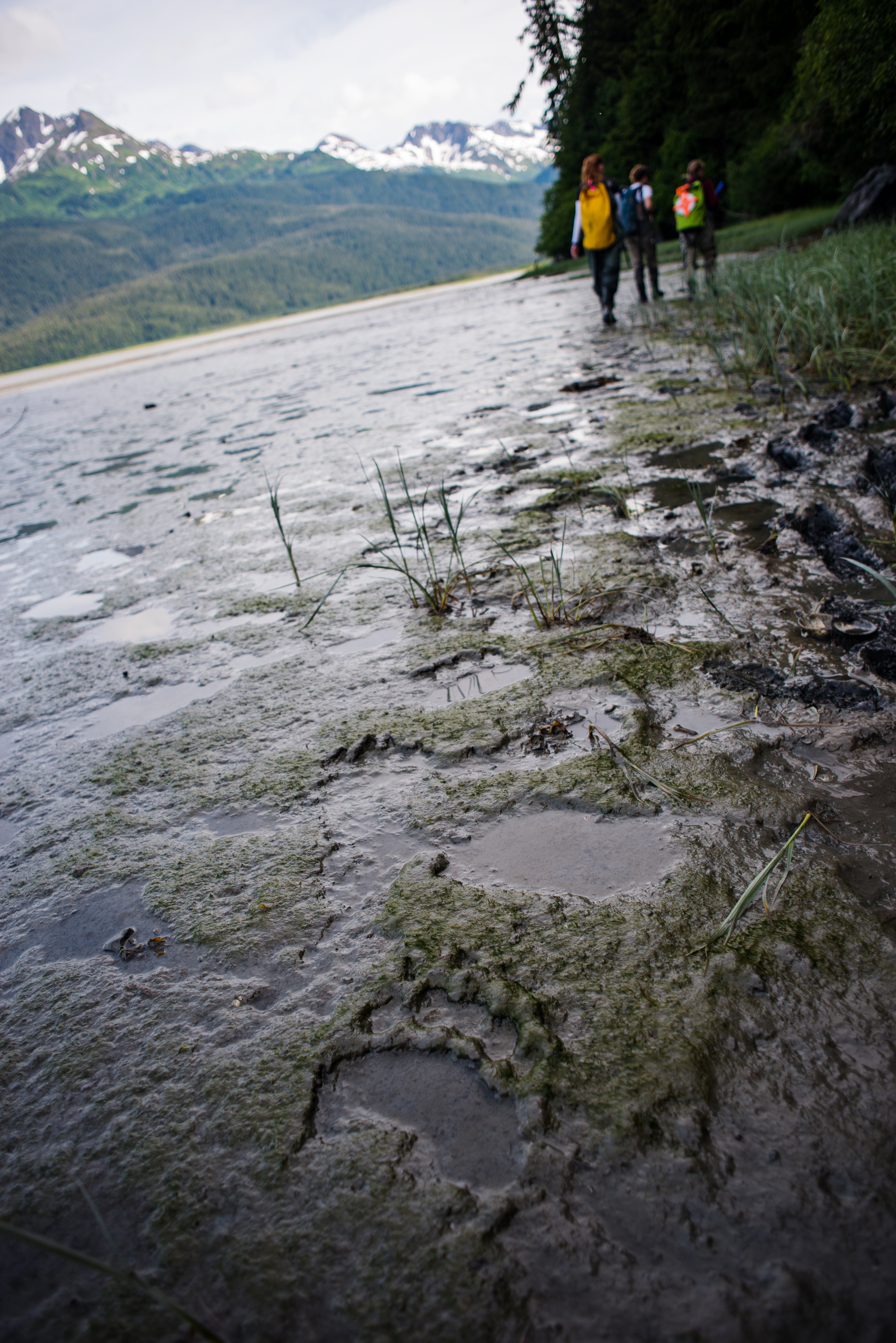  As the team moved along, we came across fresh bear tracks here and there, keeping our eyes peeled as we entered the brush, knowing that company was nearby. 