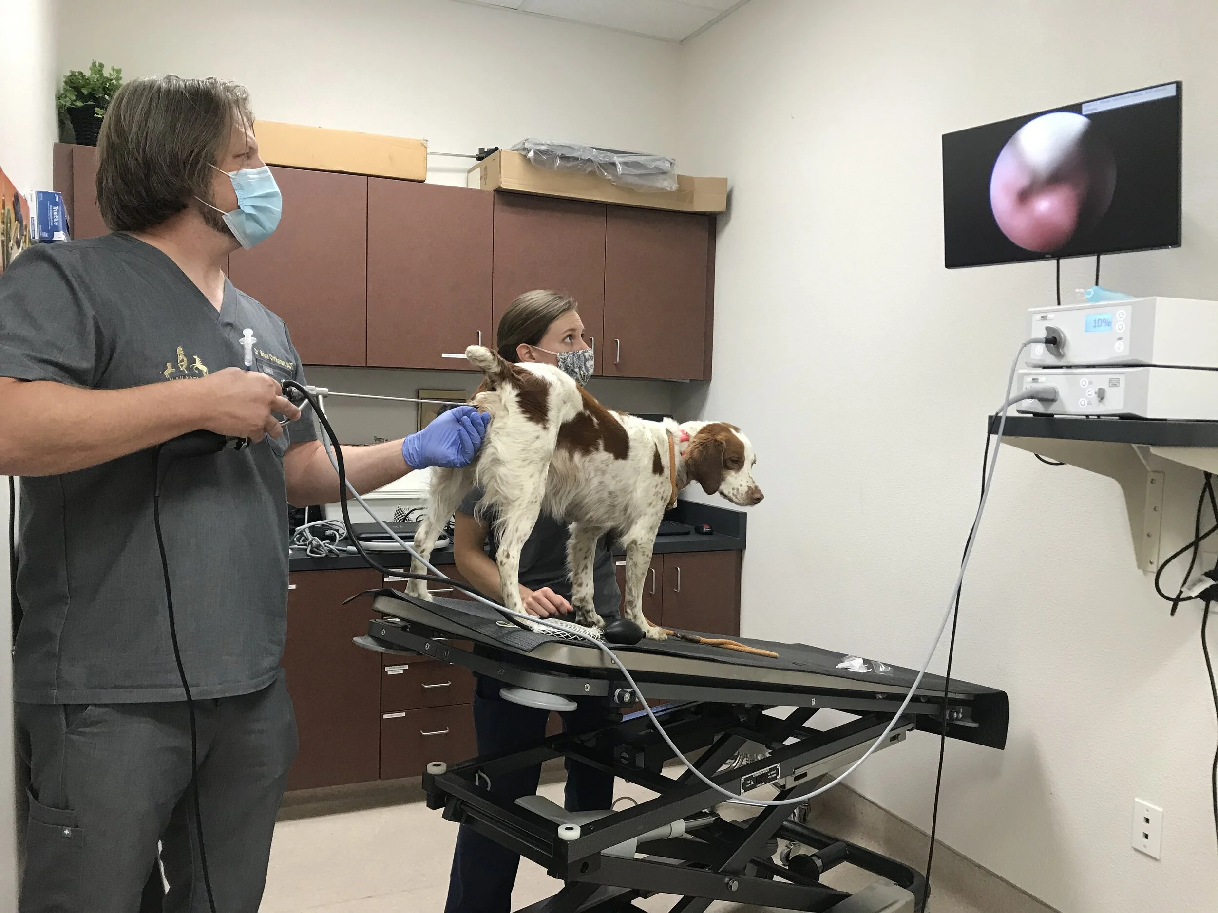 reproductive vet near me