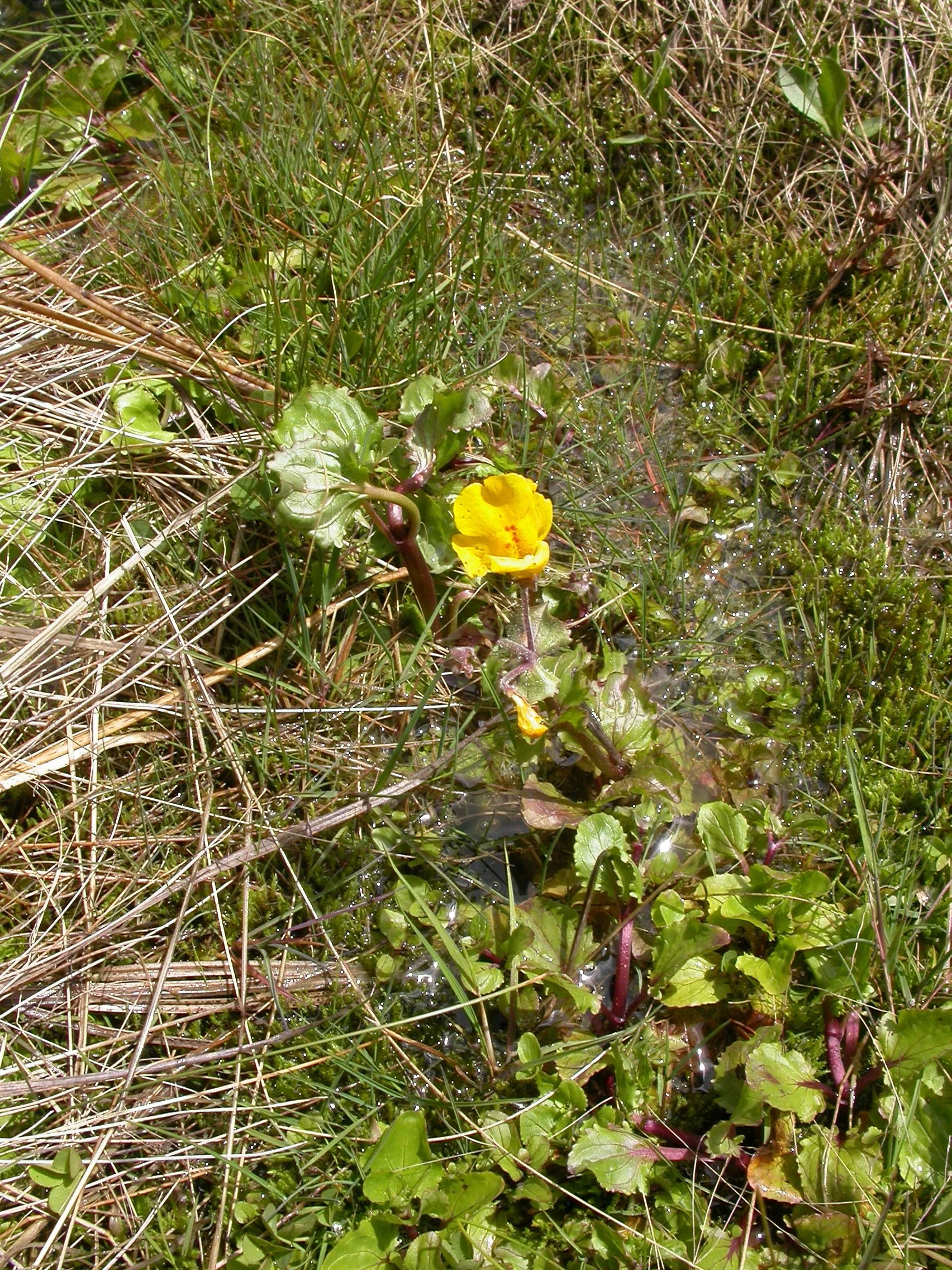 AHQNTrhizome1stflower.jpg