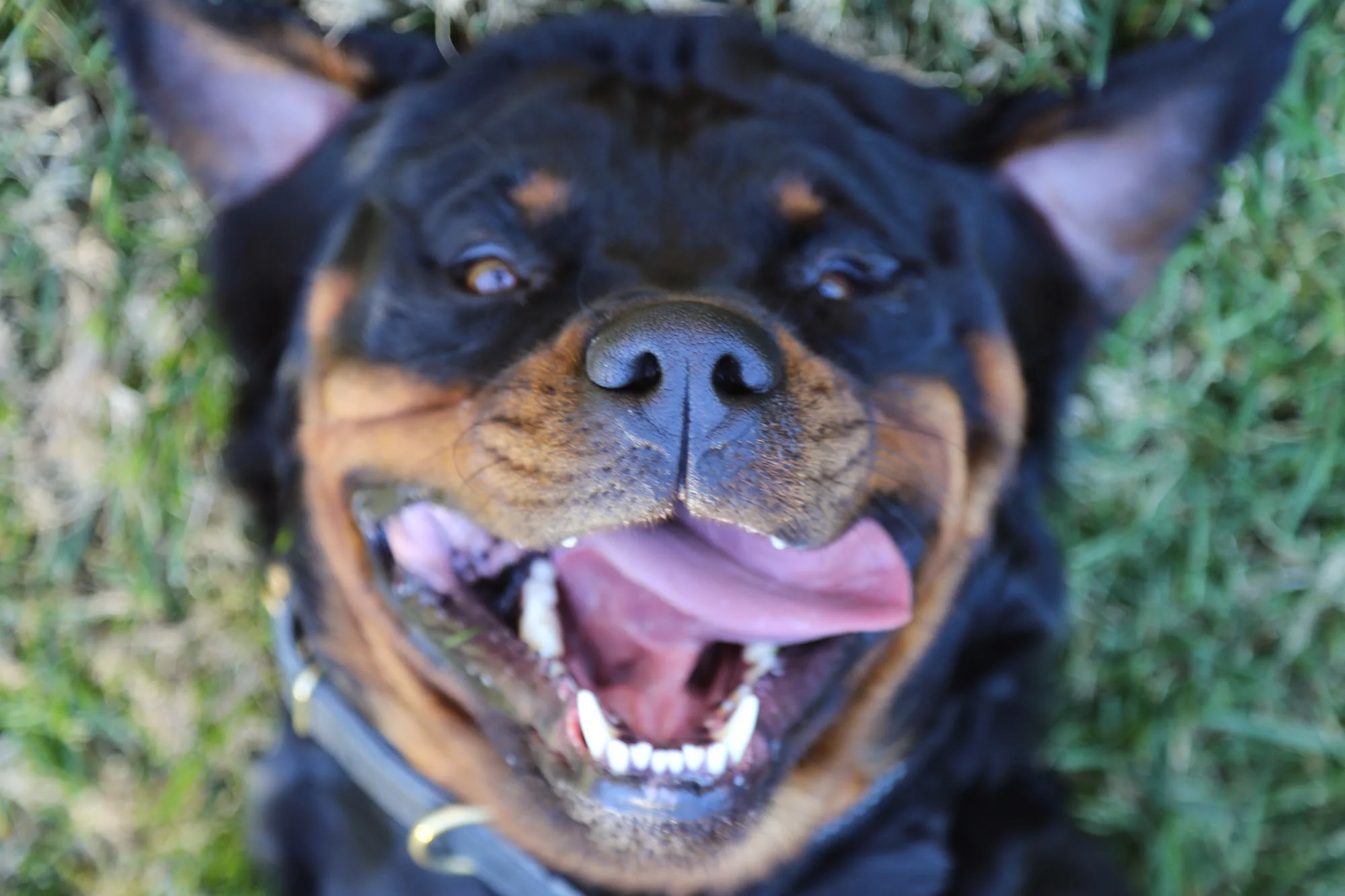 Klaus by Ursulaliv.com Photography  12044588.jpg