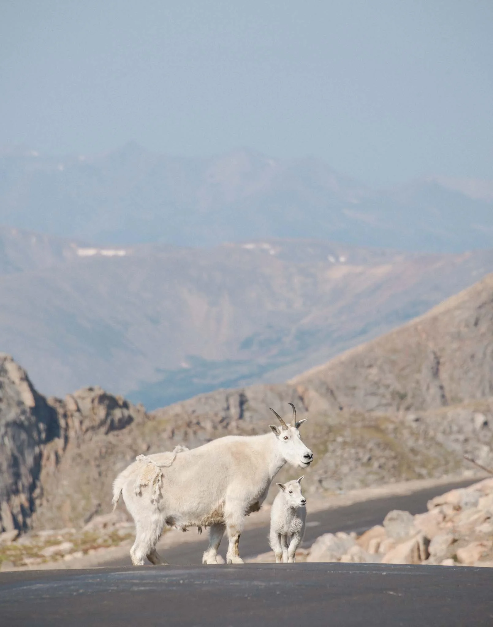 Riley Yahr Creative Studio - Photograph - Mountain Goats.jpg