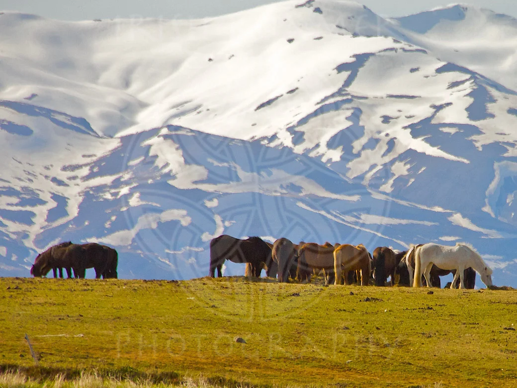 Icelandic Ponies - 1.JPG