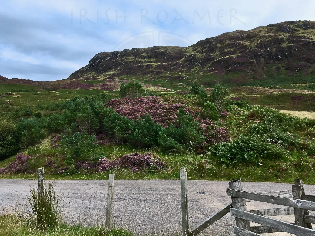 Heather  - 1-2-2.JPG