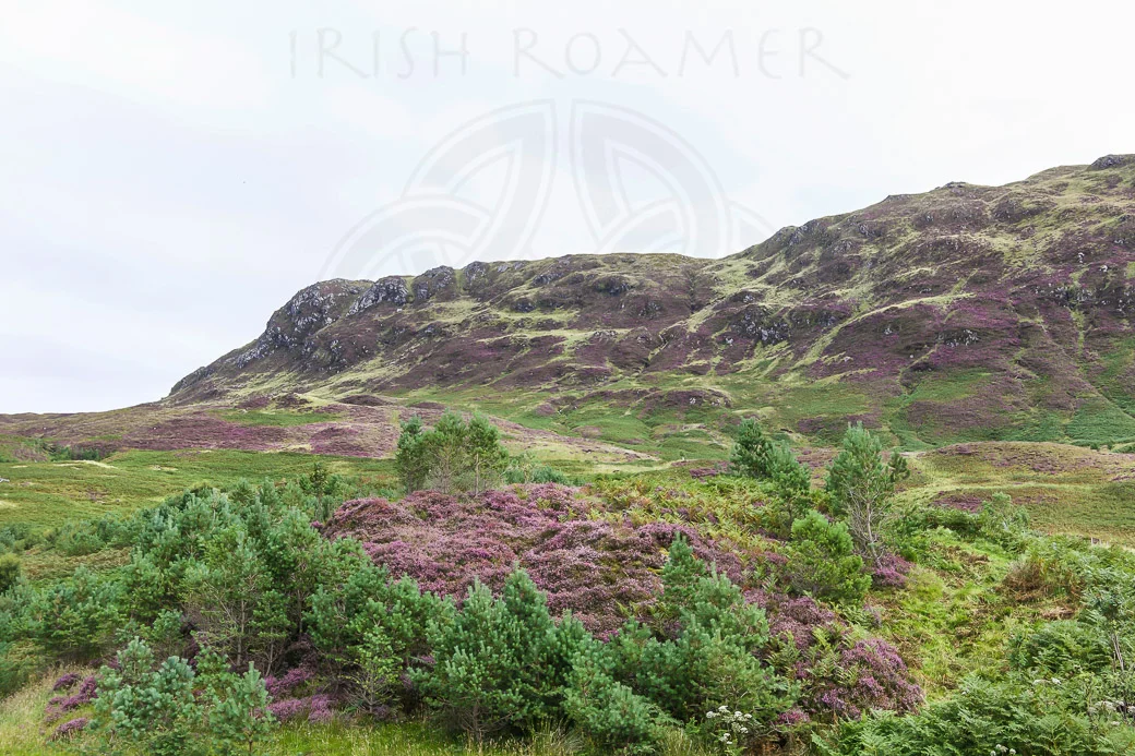 Heather 2 - 1-2-2.JPG