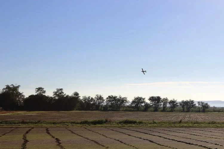 Plane coming in to spray the rice field.