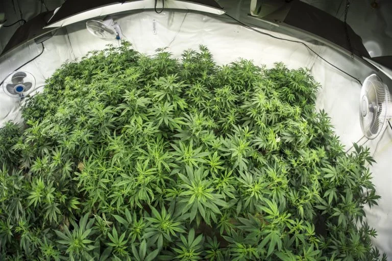 Cannabis
