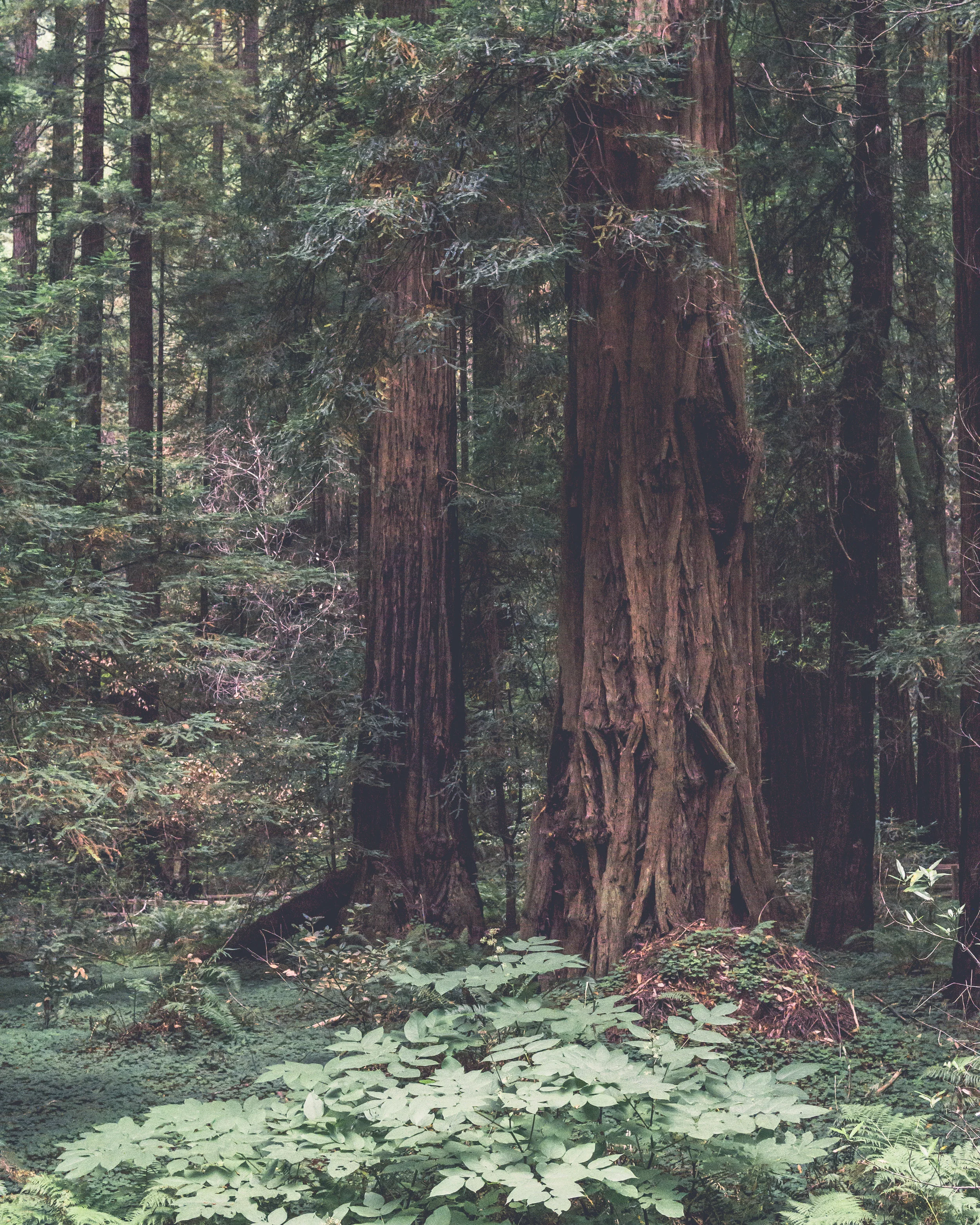 Muir Woods