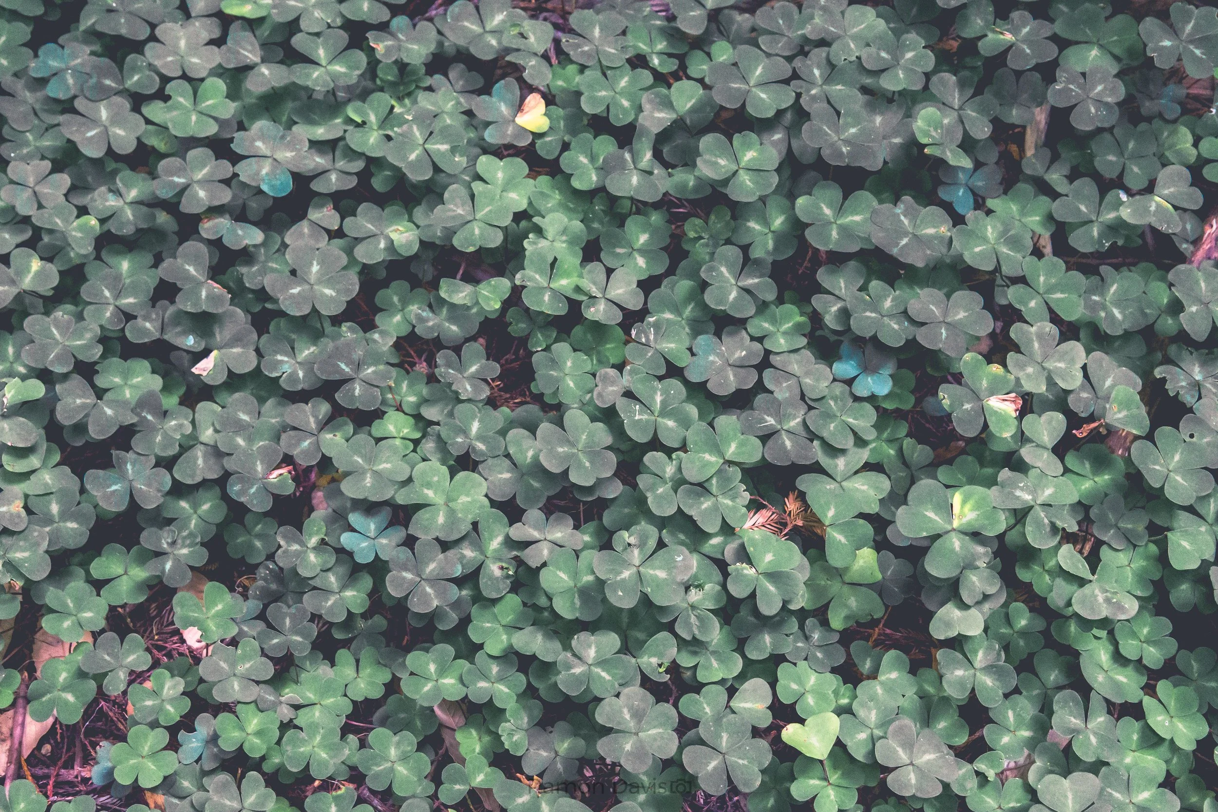 Clover