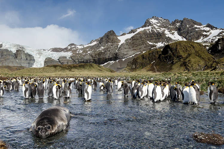 South Georgia Island Image from: https://www.wsj.com/articles/south-georgia-island-a-wilderness-replenished-1454688892