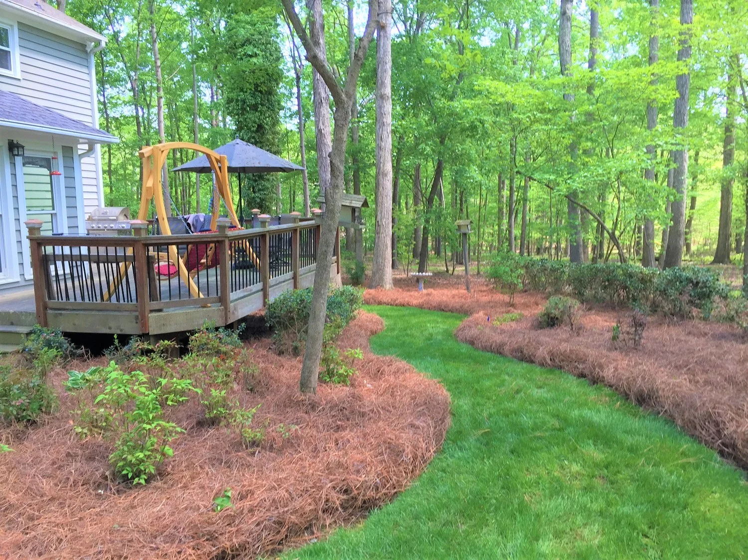 Pine straw mulch around plants in a back yard.