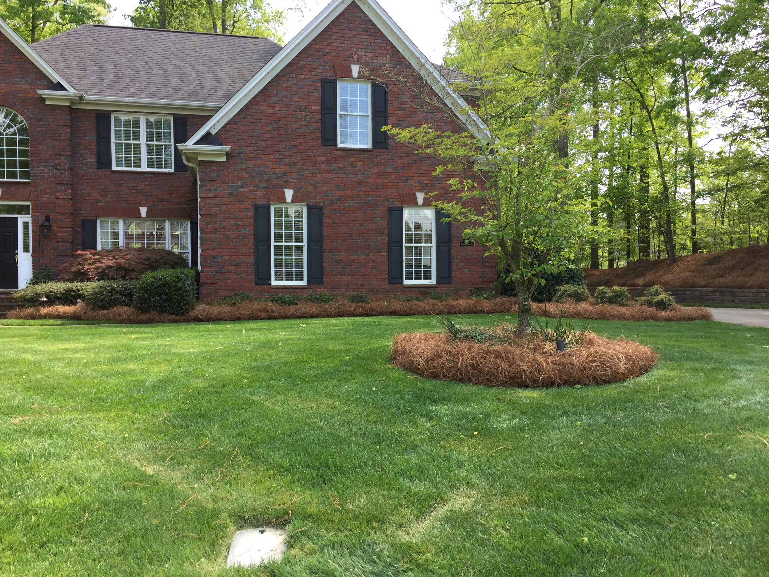 Pine straw mulch around a tree.