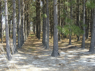 A freshly raked field. Long Leaf Pine Trees grow in sandy soil.