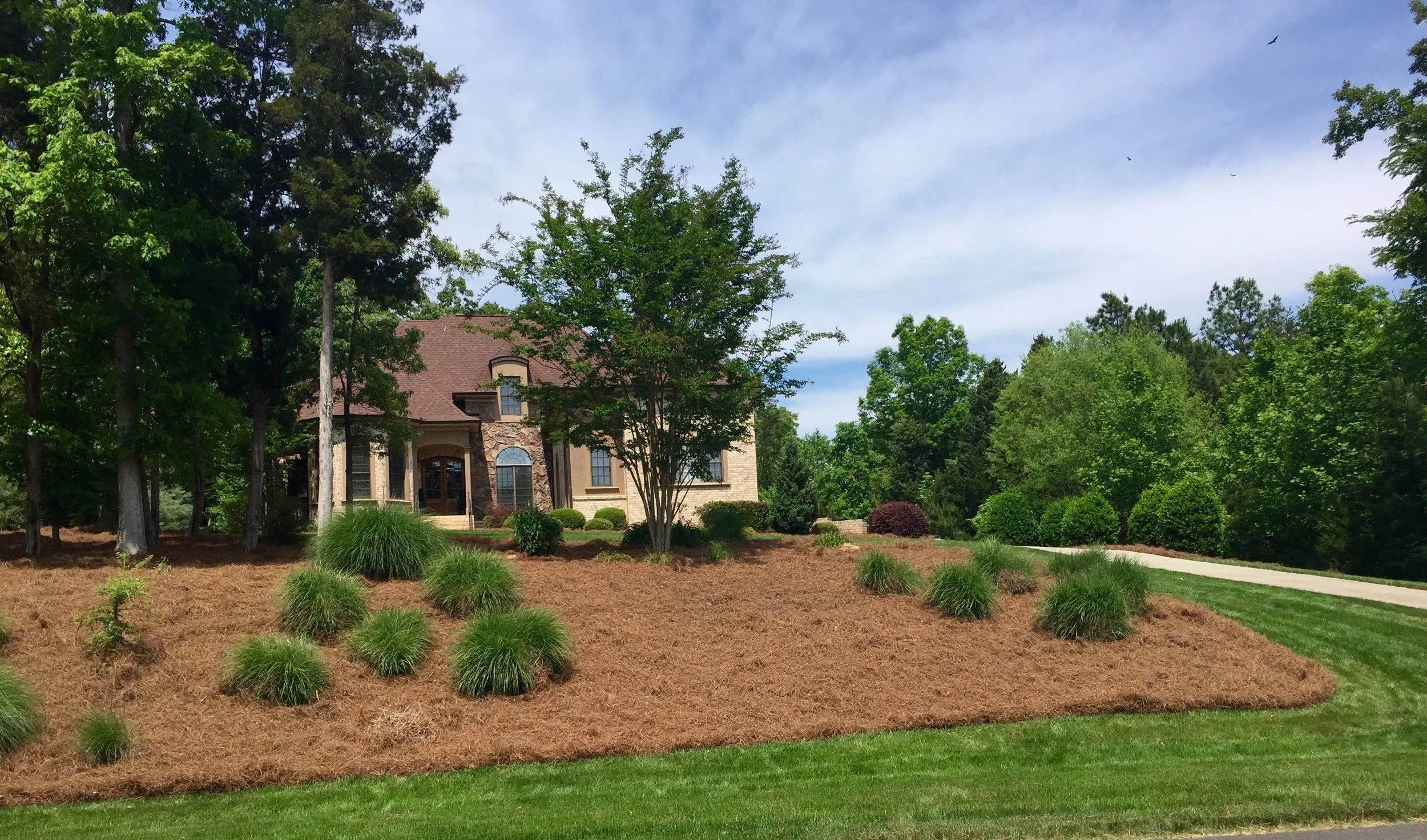 Large pine straw mulch bed in yard.