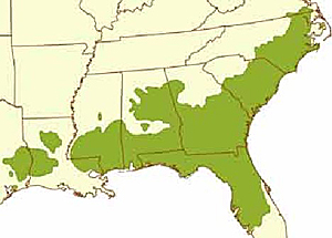The dark green area represents the historic range of the Long Leaf Pine Tree. An initiative is underway with the USDA to re-establish Long Leaf Pine Trees to their native range.